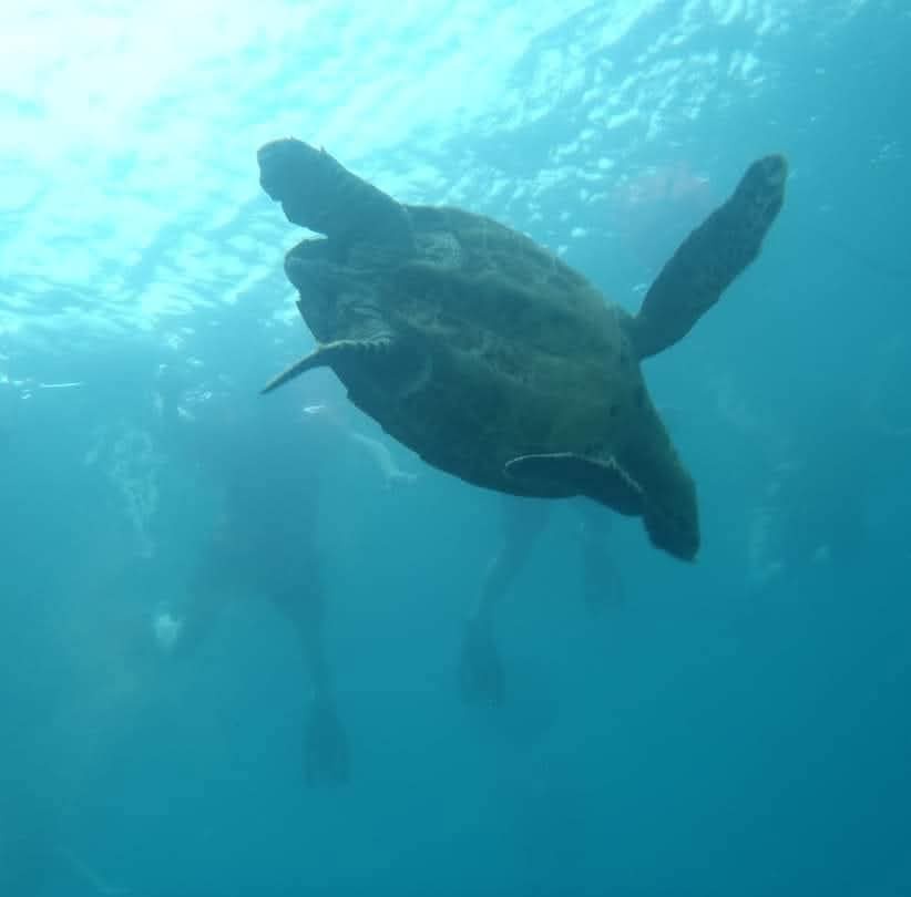 A Glimpse of Nature: Sea Turtle Adventures in Costa Rica