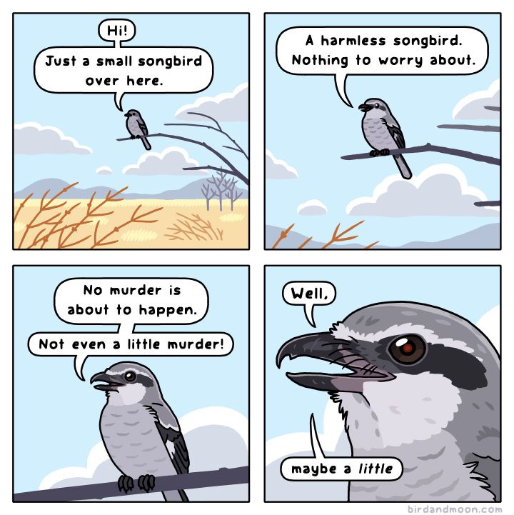 Just a Chicken: The Poultry Chronicles