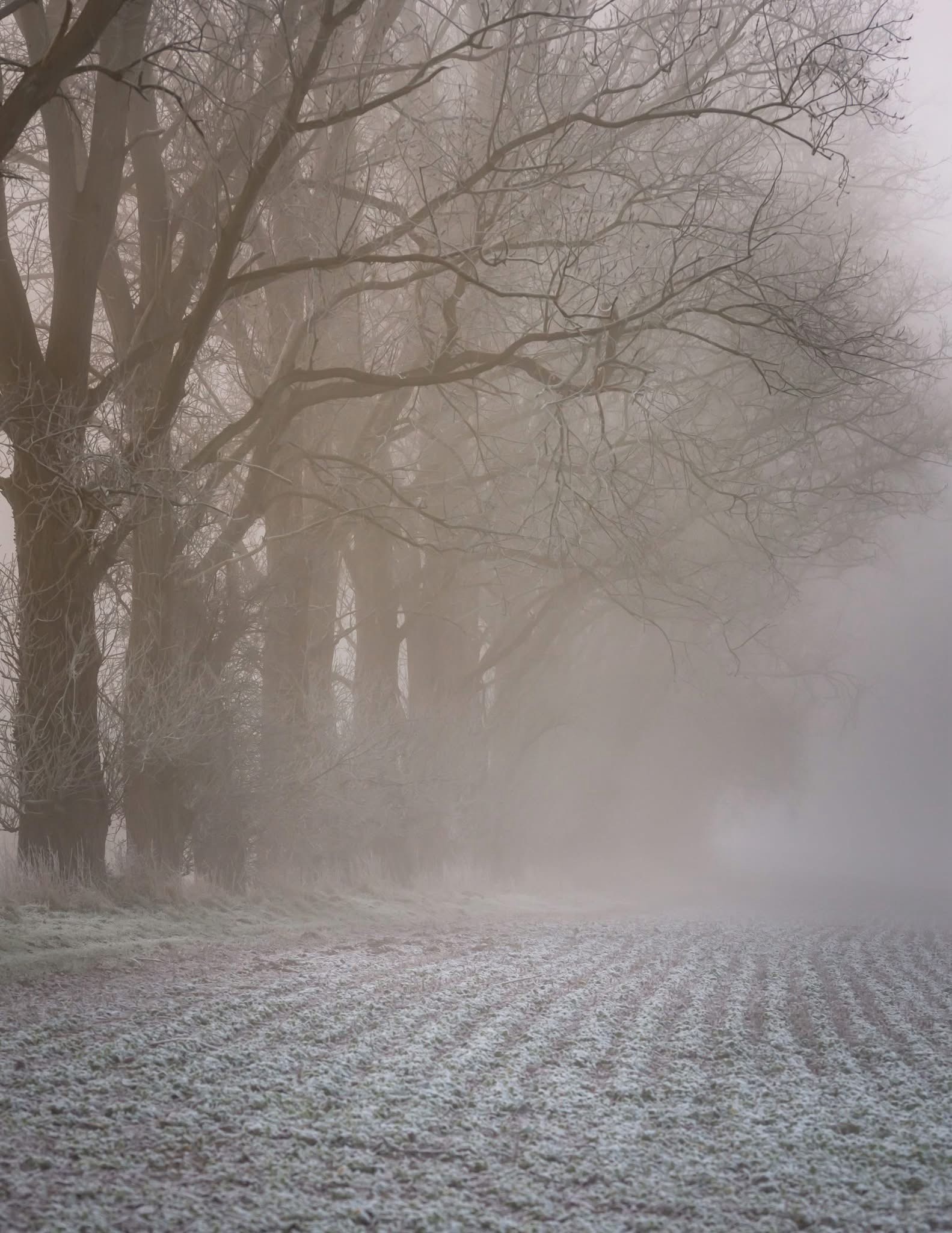 A Mystical Foggy Morning