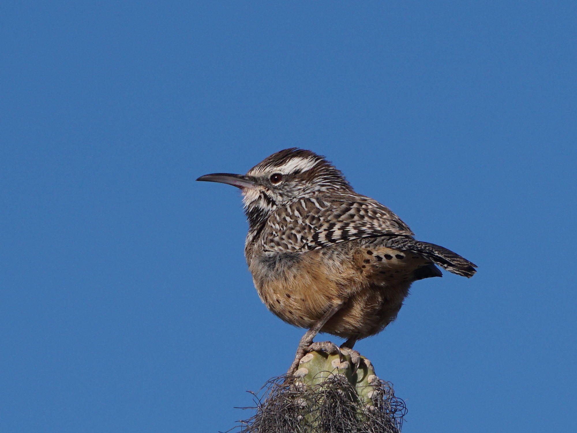 The Charming Cactus Wren: Nature's Delight
