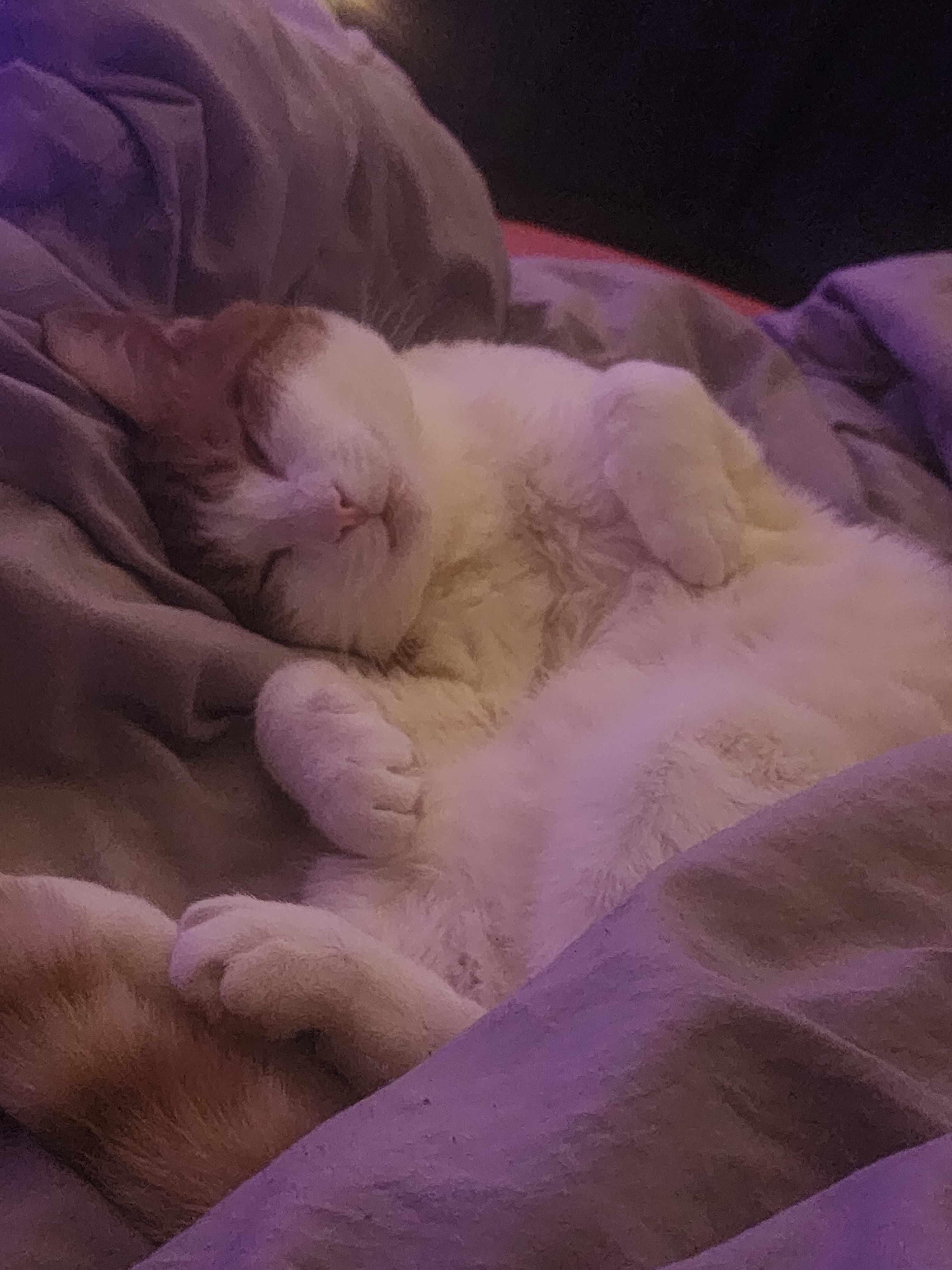 Monty's Cozy Day: A Portrait of Sleepy Contentment