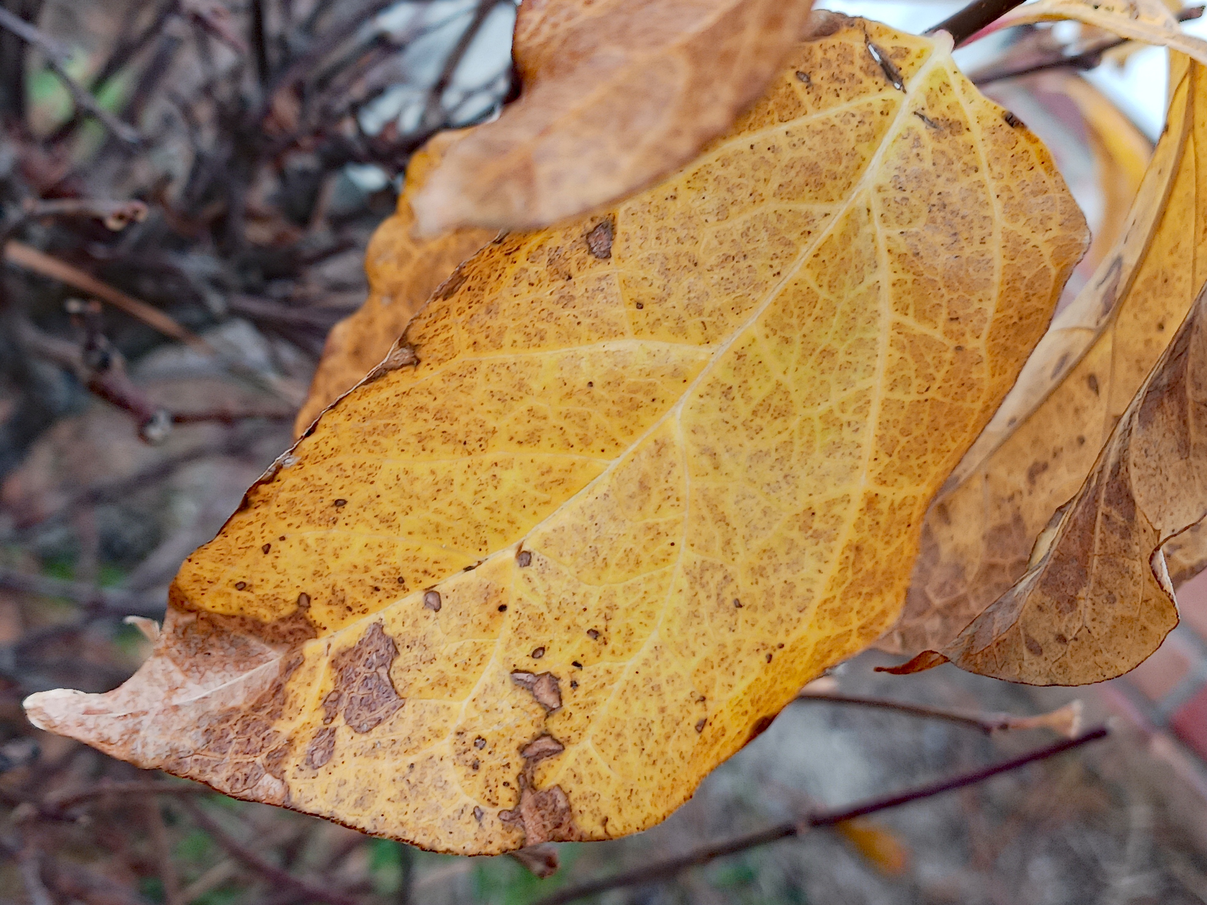 Surreal Autumn Leaves in the Heart of December