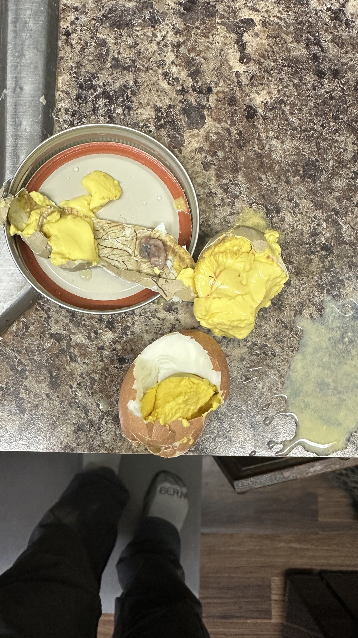 We found our very first fertilized egg! 🥚
