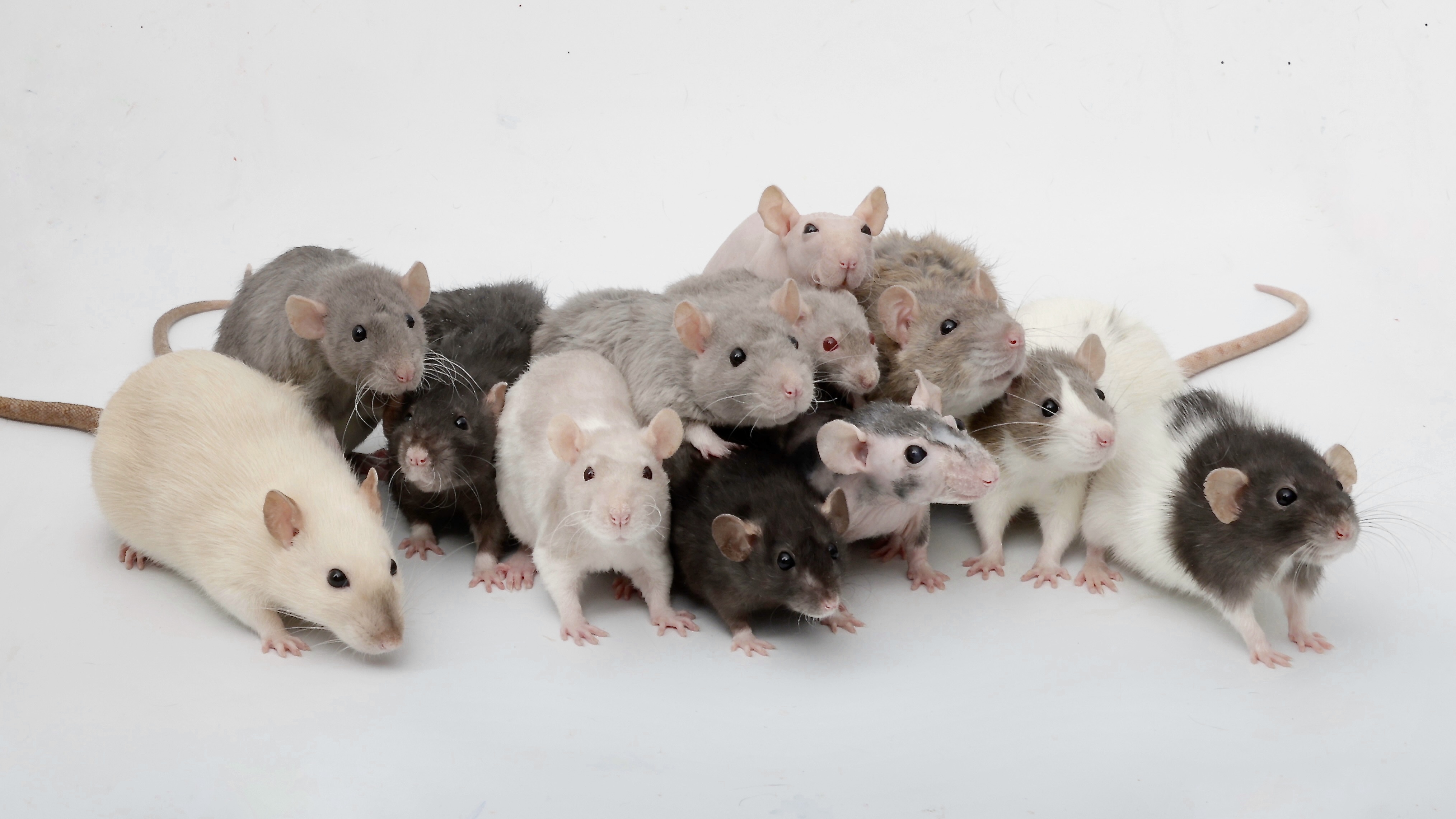 Meet my rat family: a snapshot of my adorable pet rats!
