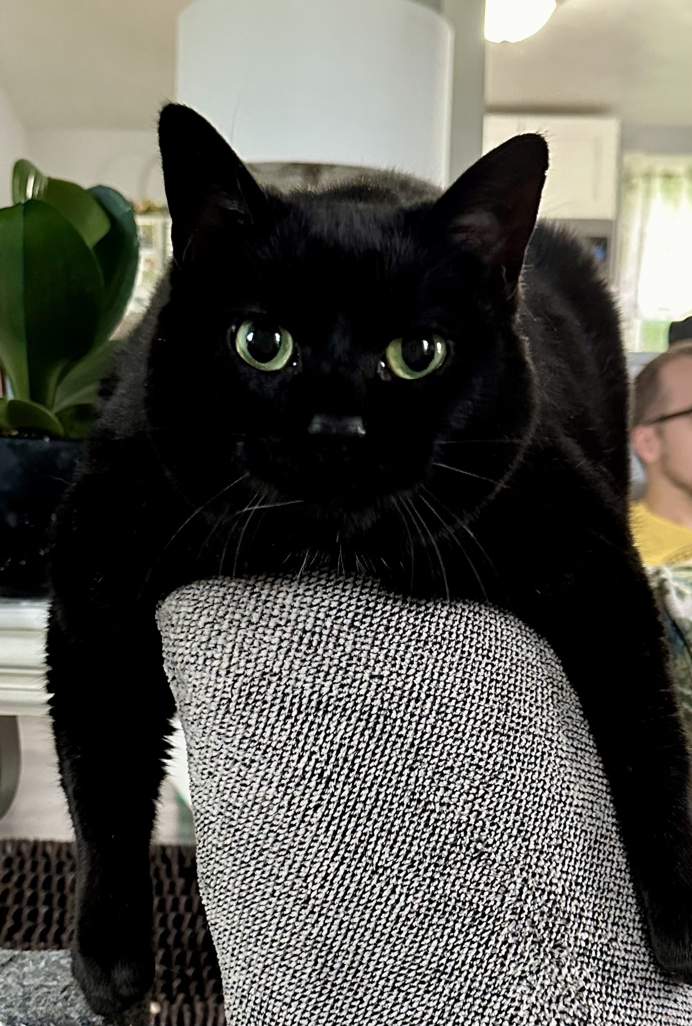 Meet Chloe Cat: The Feline Star!