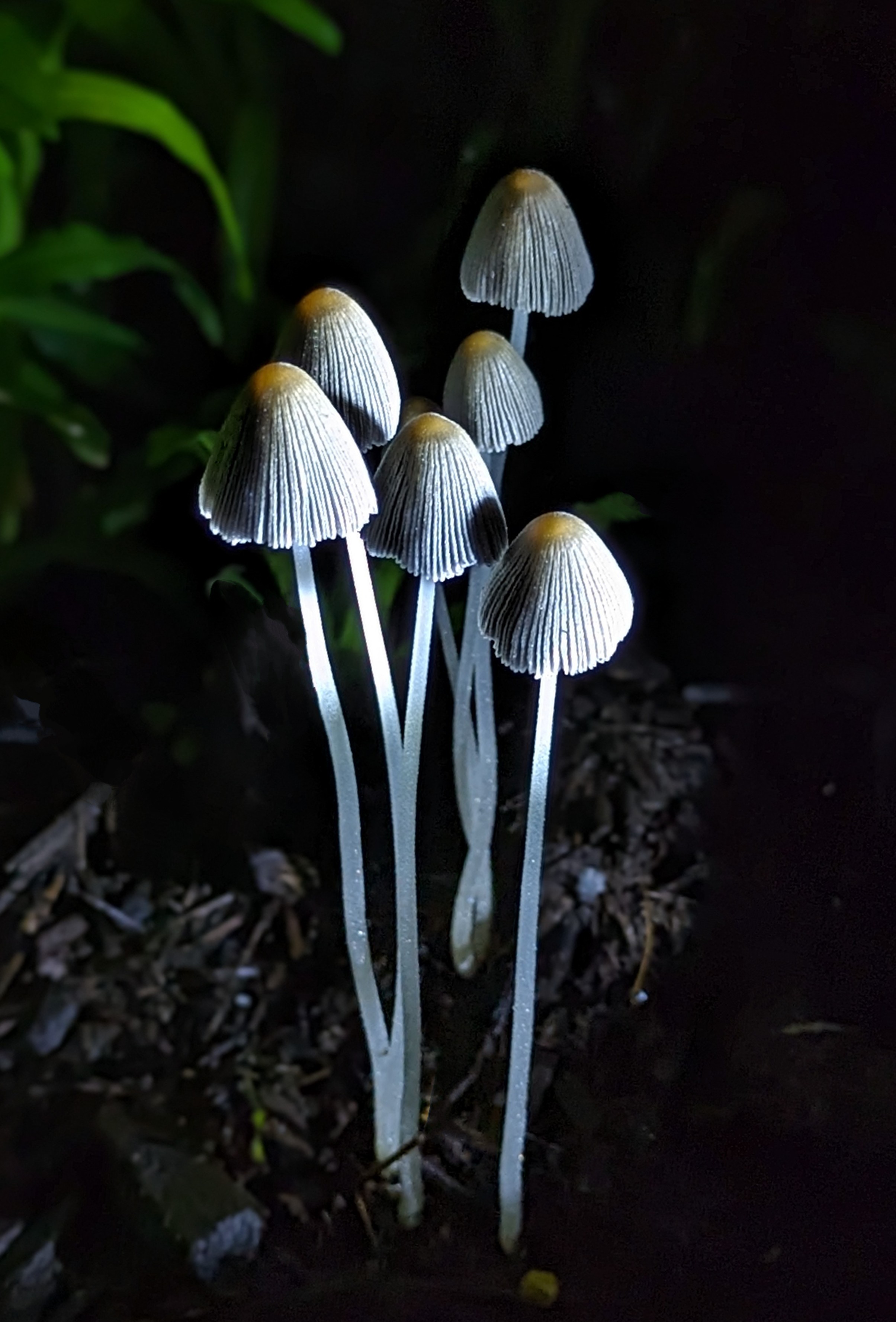 Nighttime Adventures with Mushrooms