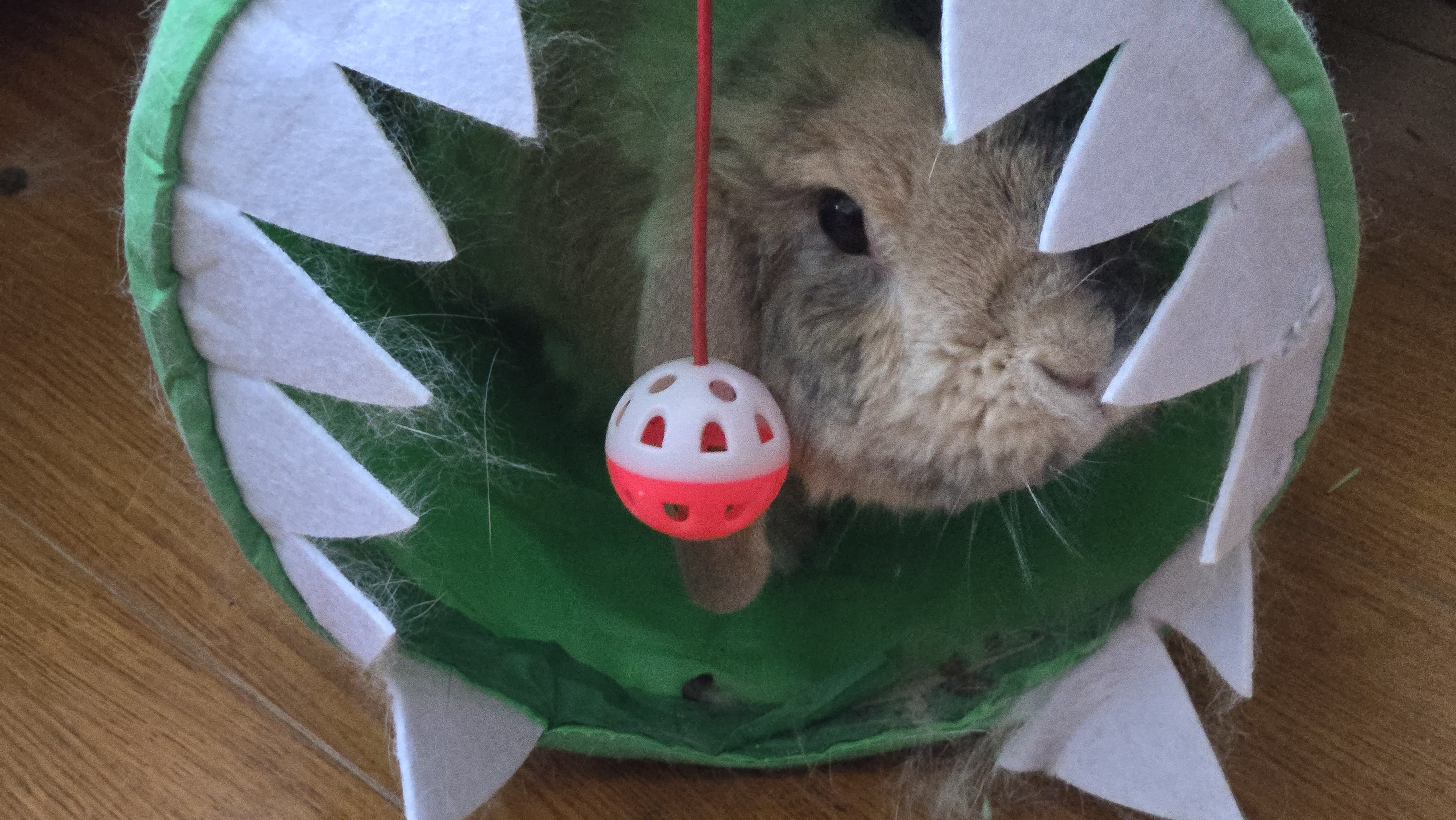 Mr. Puff is having a blast in his play tunnel!