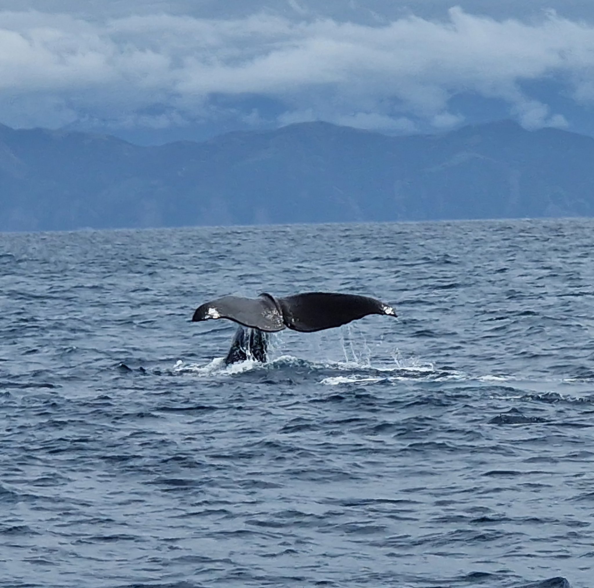 The Thrill of Whale Watching Adventures