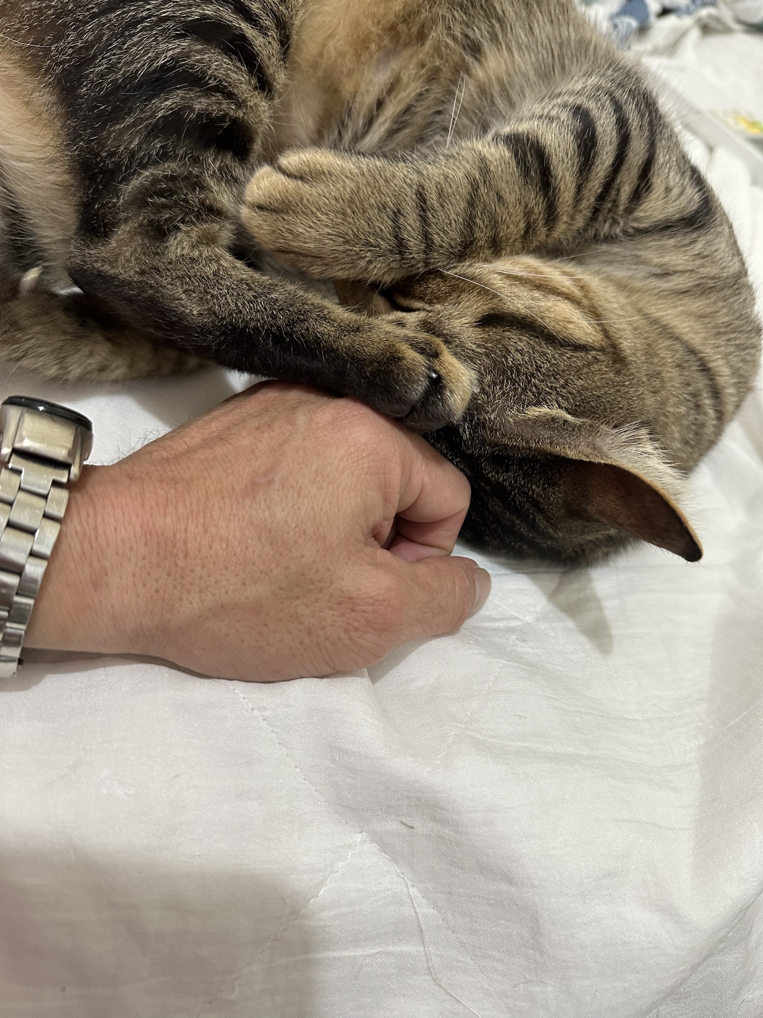 Adorable Cat Moments