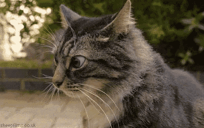 Just a casual cat moment.