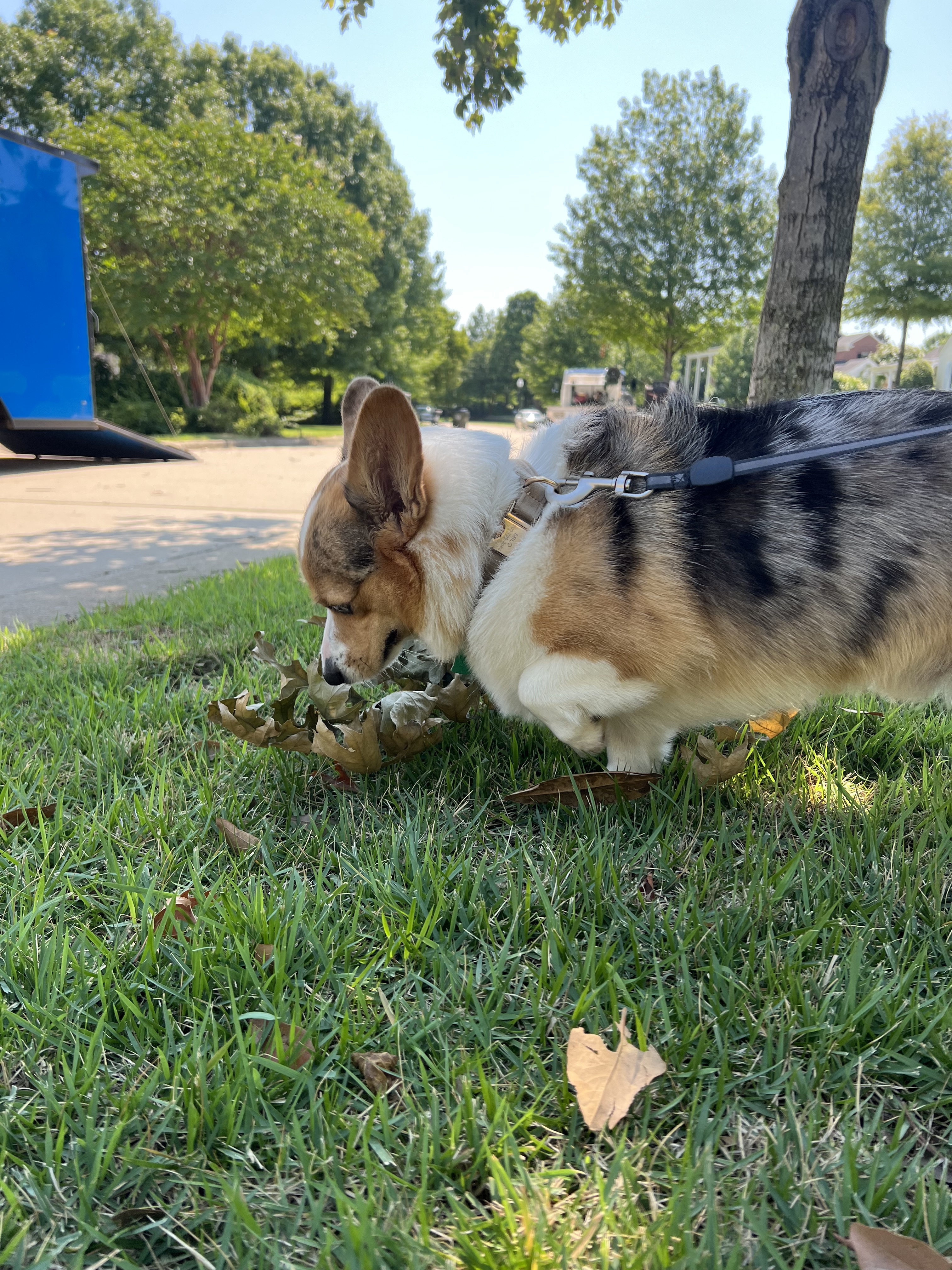 Curious Milo in Action
