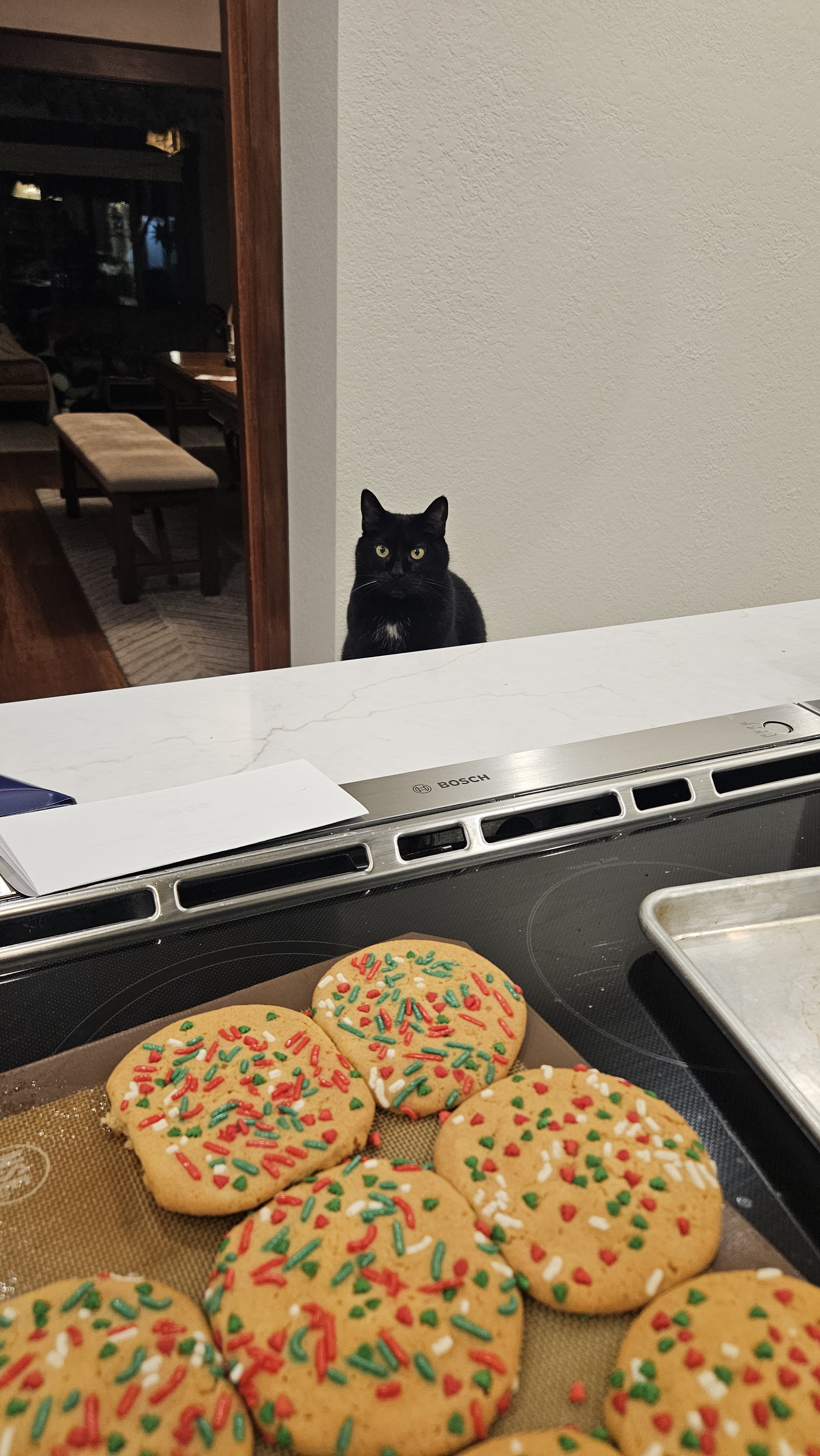 Professor Wicket is on a mission: Waiting patiently for those delicious cookies!