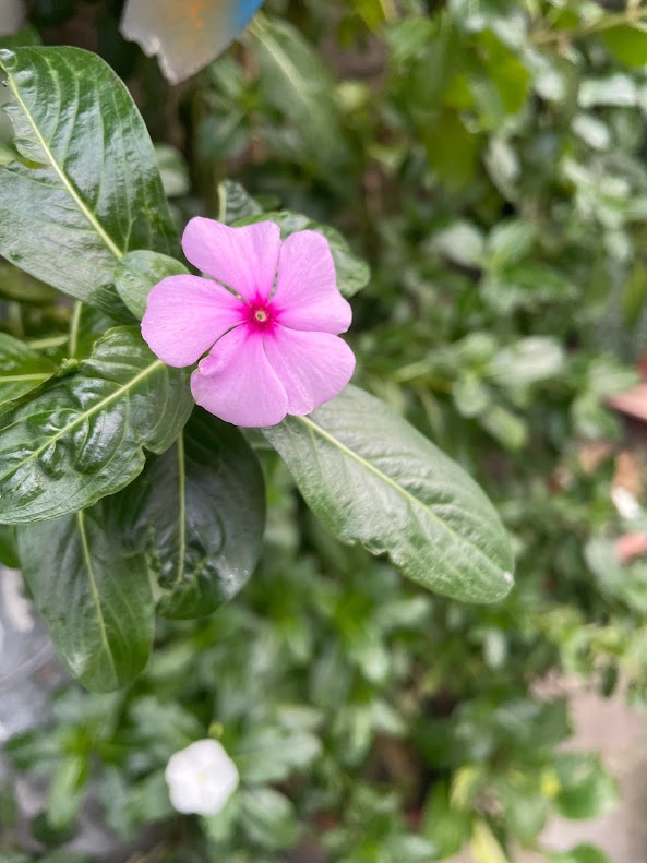A beautiful bloom to brighten your day.