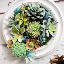 Delightfully Succulent Pinecones