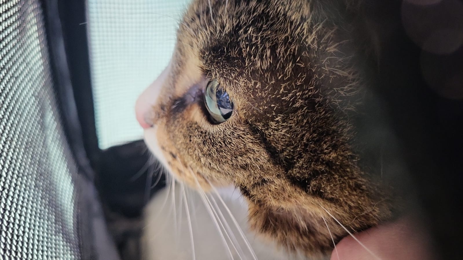 My wife captured this stunning moment at the vet's office.