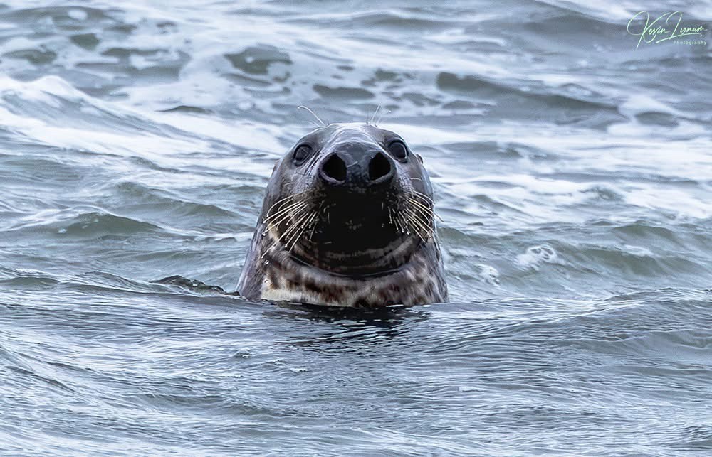 Meet the Majestic Gray Seal!