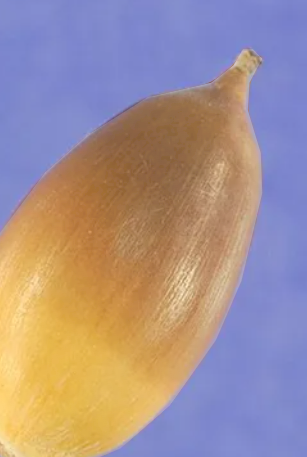 The Iconic Acorn: A Symbol of Strength
