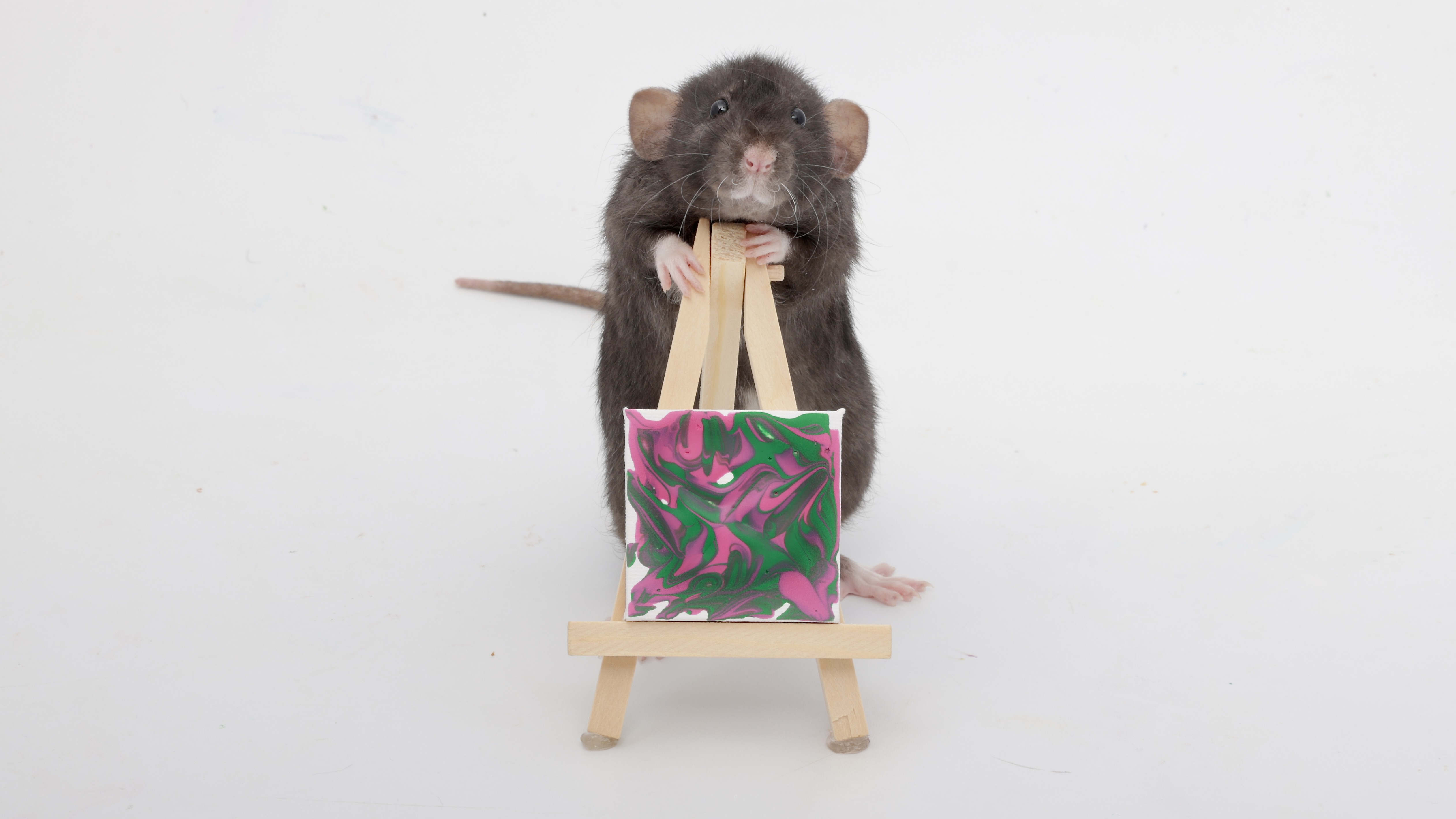 This Week's Adorable Mini Paw Paintings by My Sweet Rats!