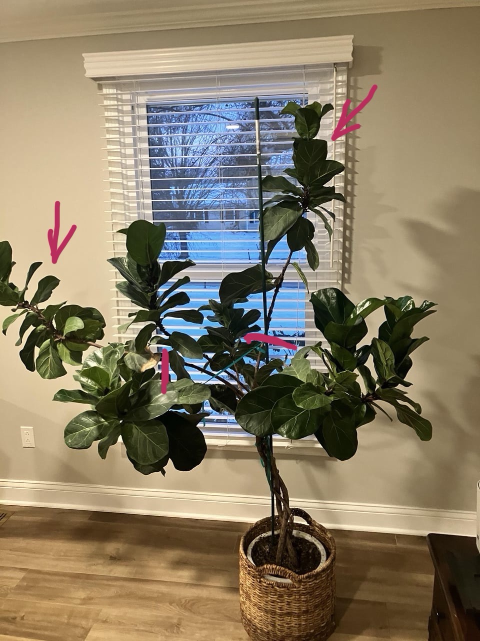 Seeking Guidance for FLF Pruning Techniques