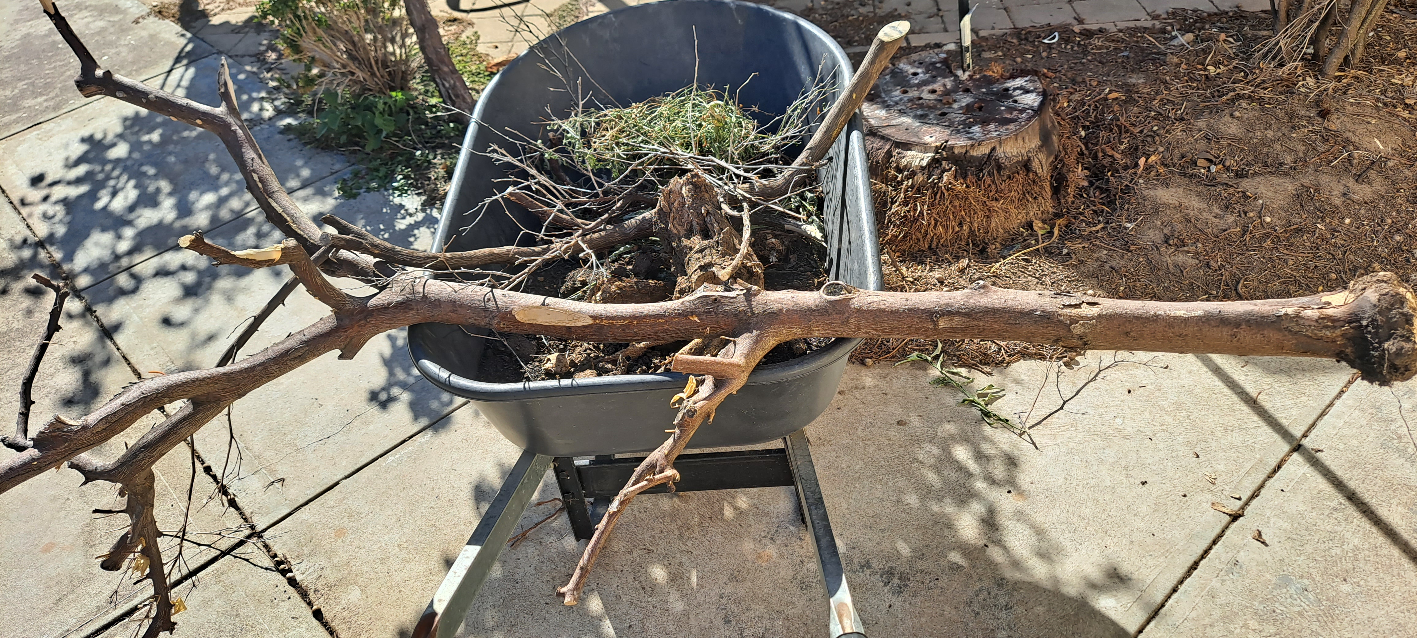 The Sad Fate of My Once Thriving Lemon Tree