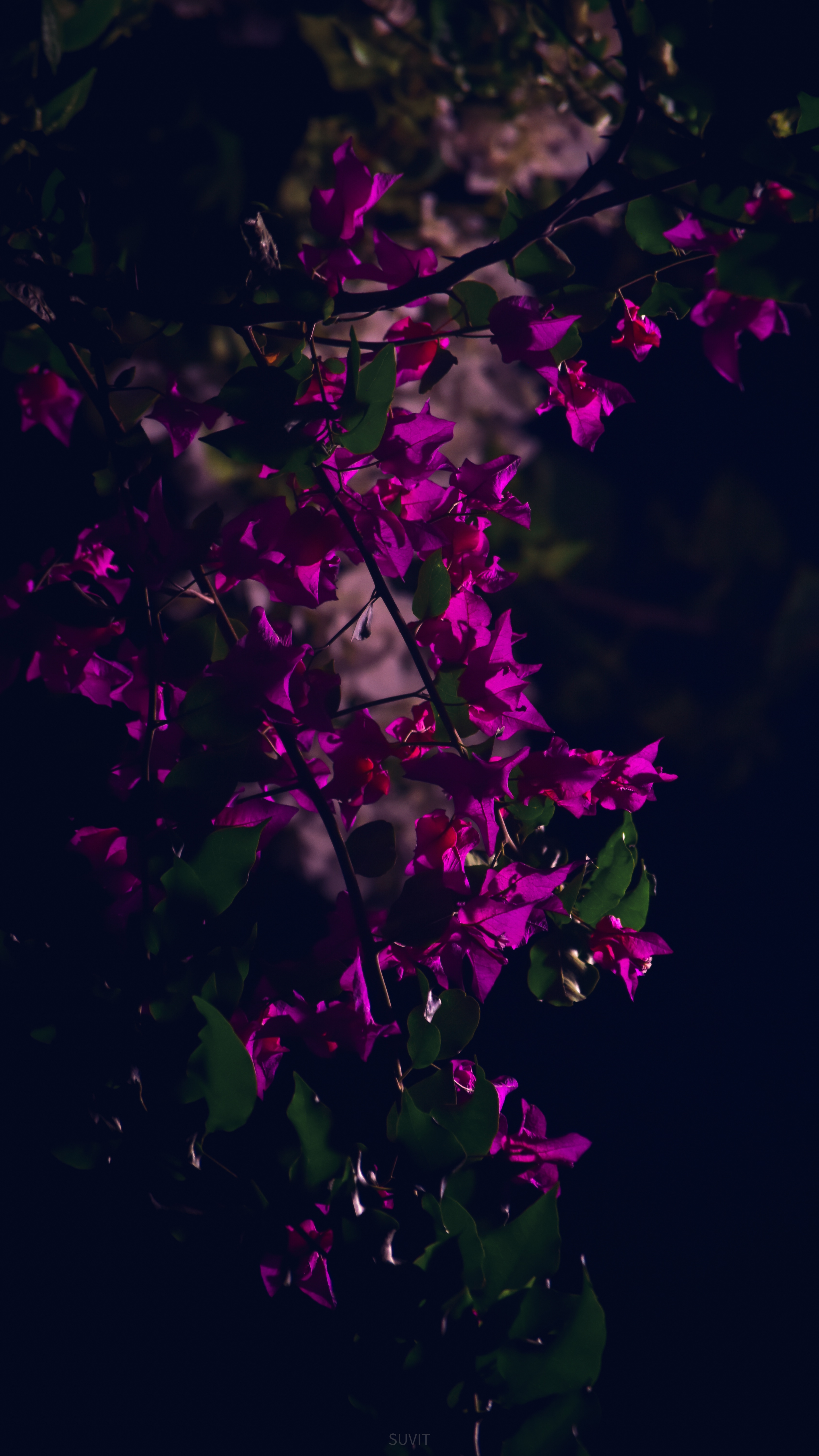 The Beauty of a Purple Flower