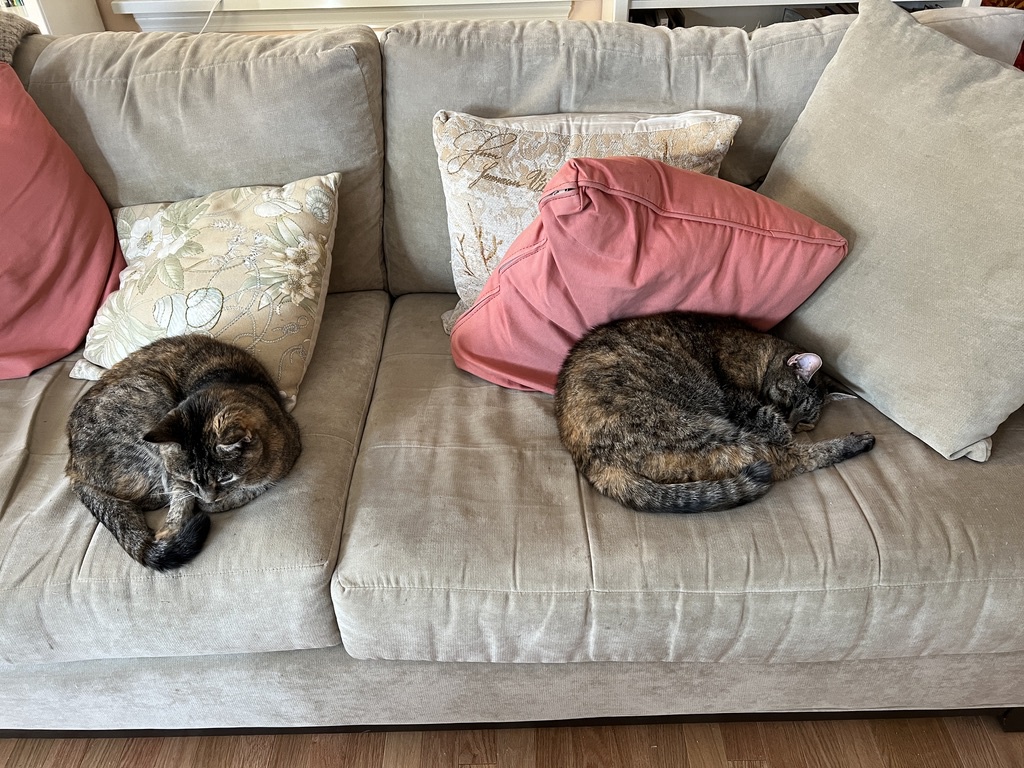 Adorable Feline Frenzy!