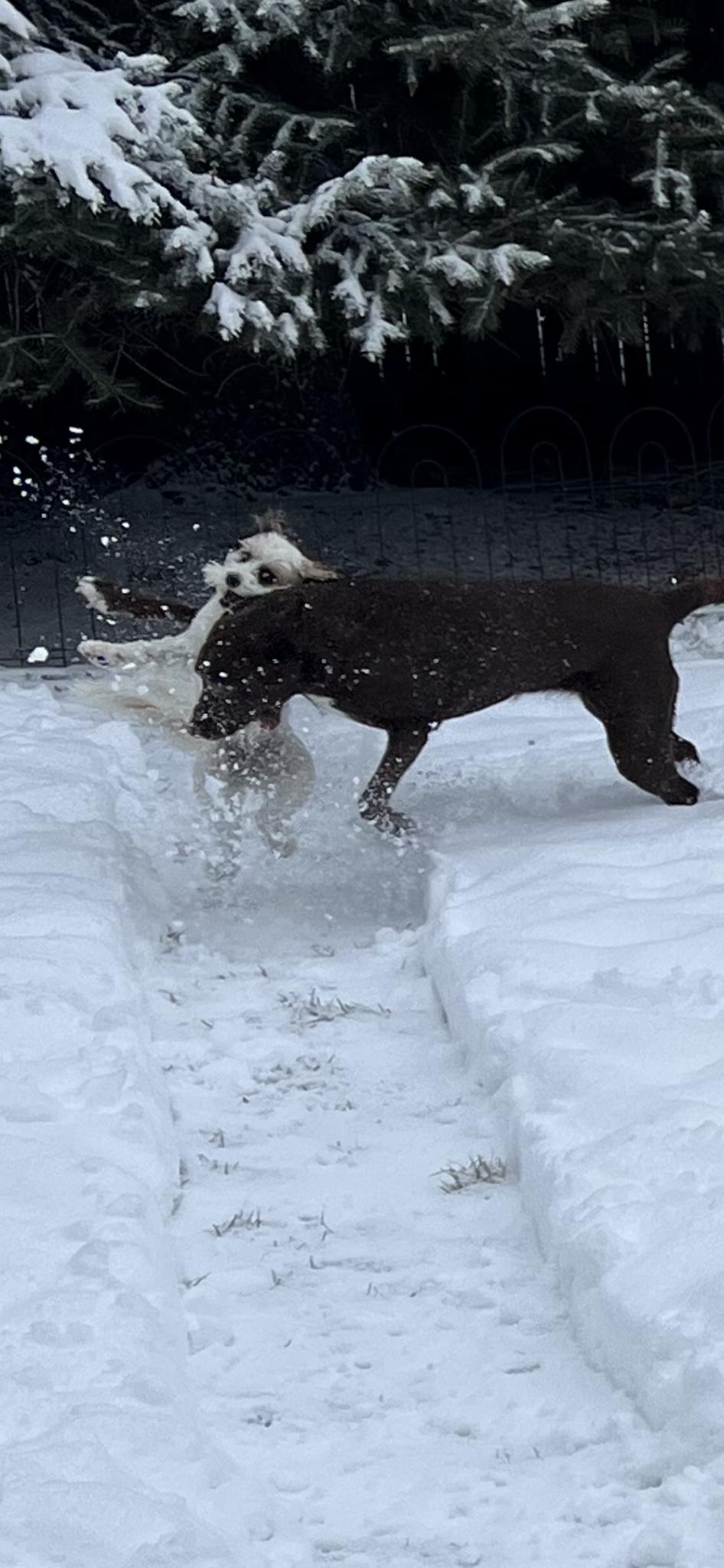 Nothing Beats the Joy of Snowy Days