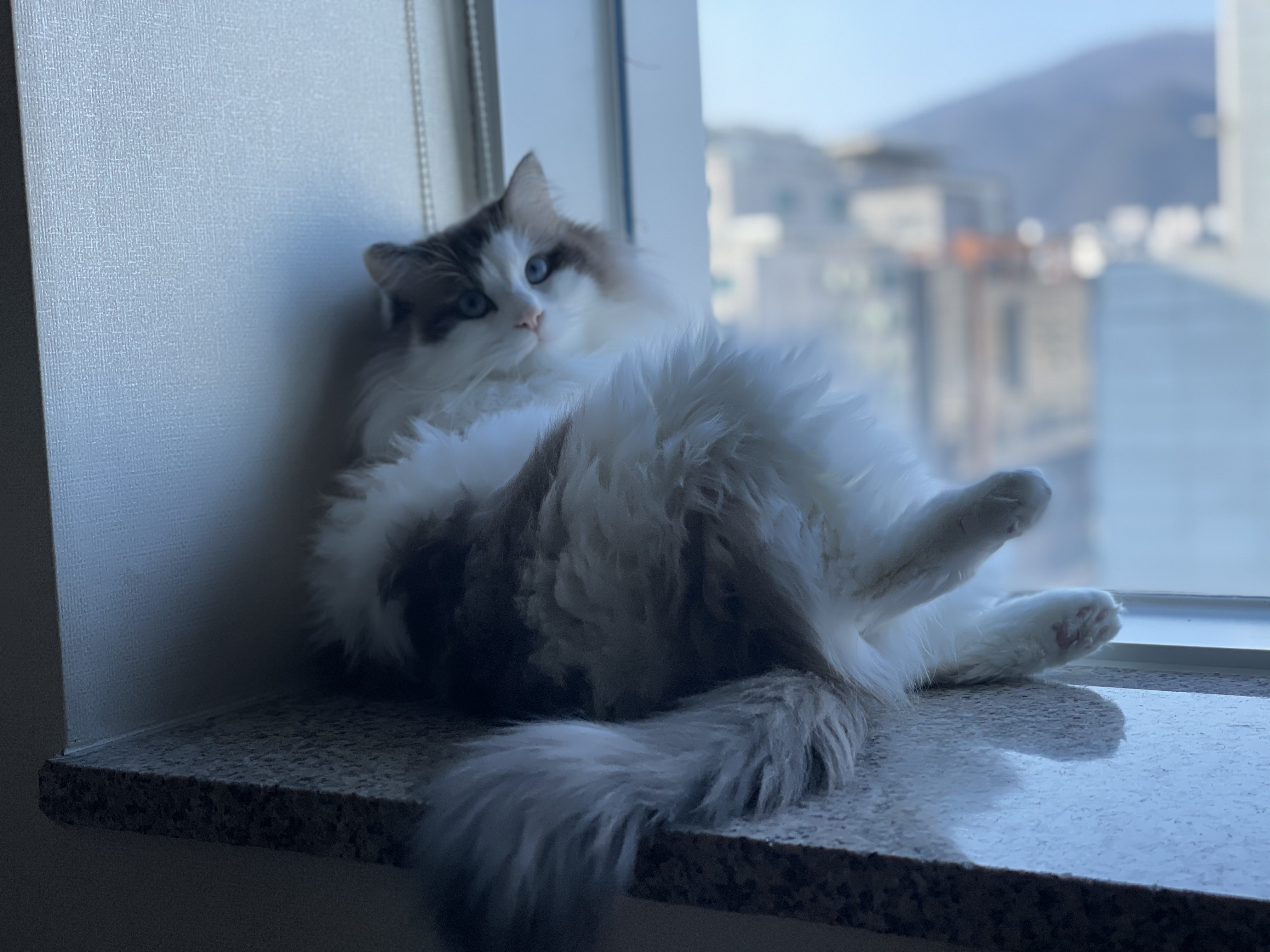 Catty's sitting pretty
