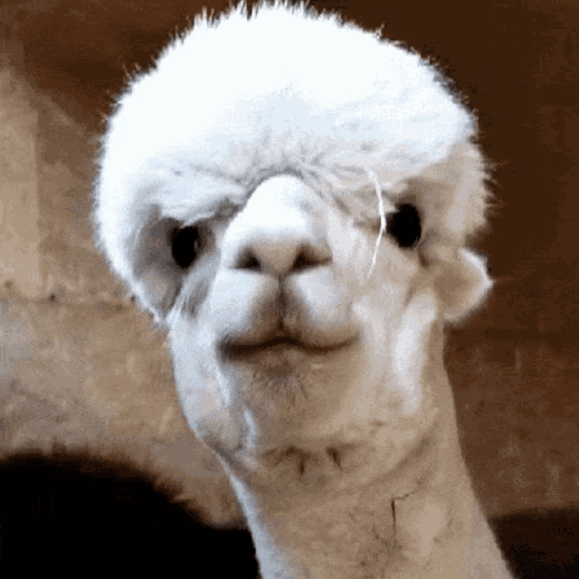 Absolutely Unforgettable: The Llama Edition