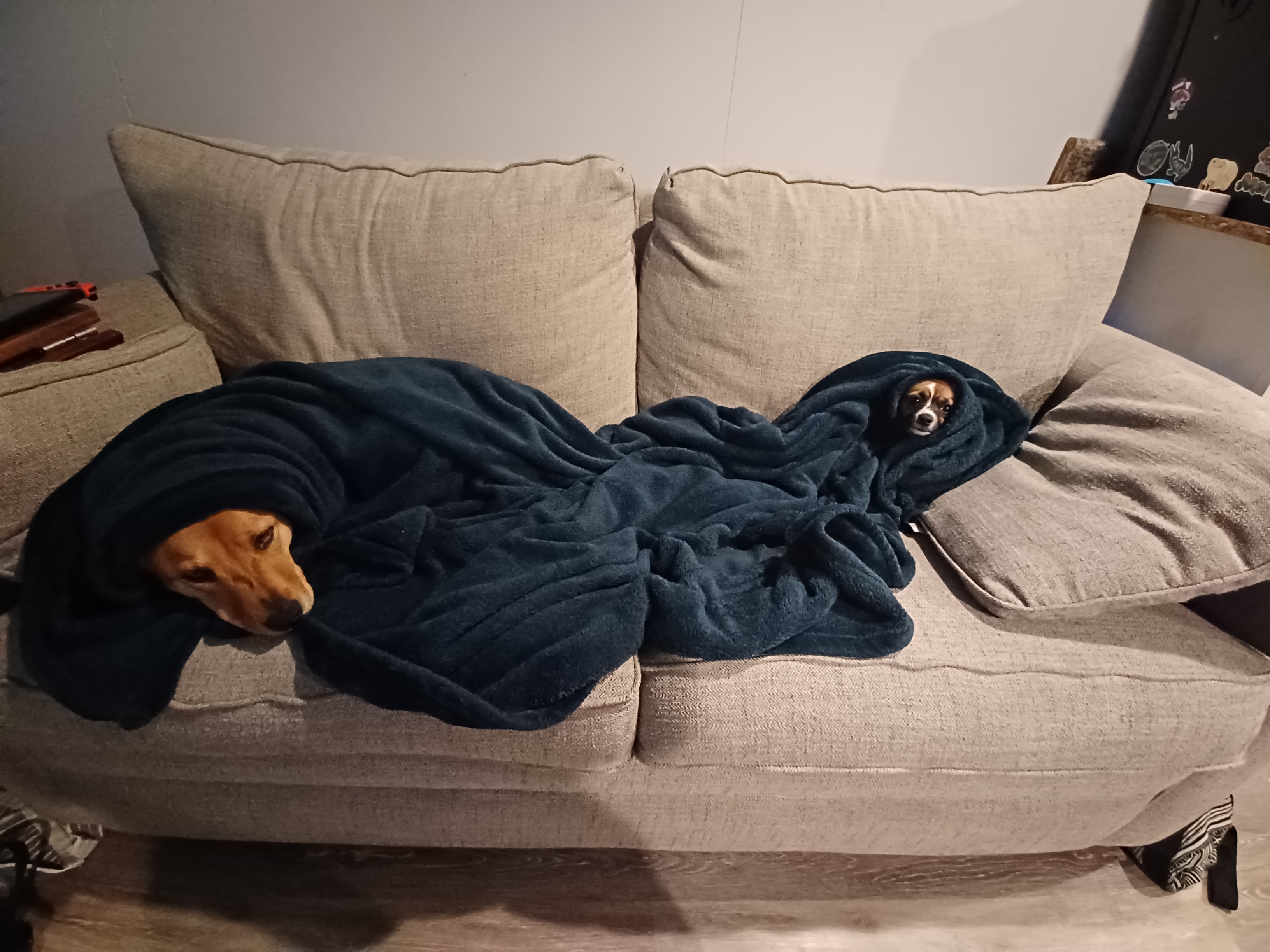 A Heartfelt Collection of My Adorable Dogs