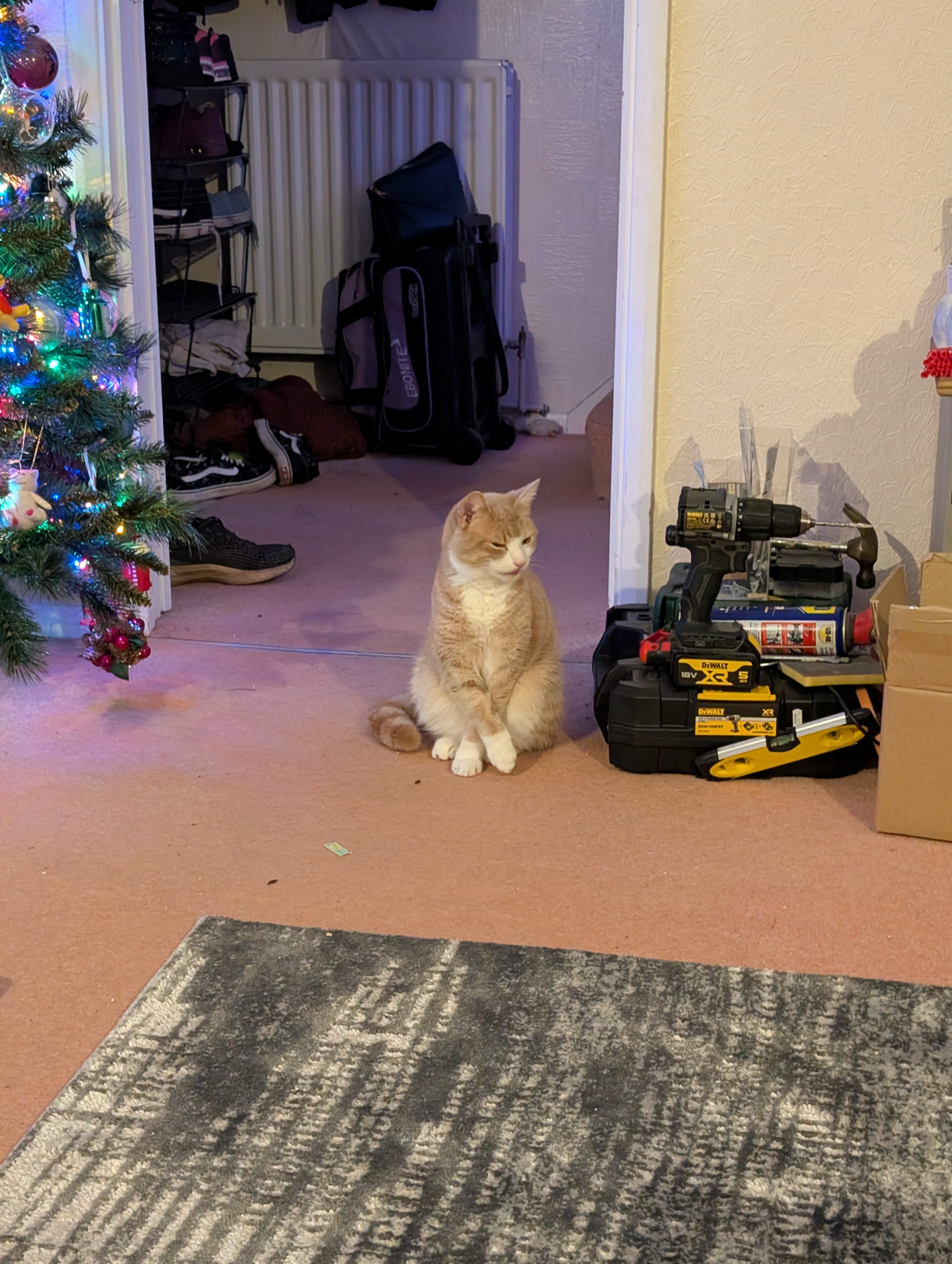 Only 5 Sleeps Until Catmas Celebration!