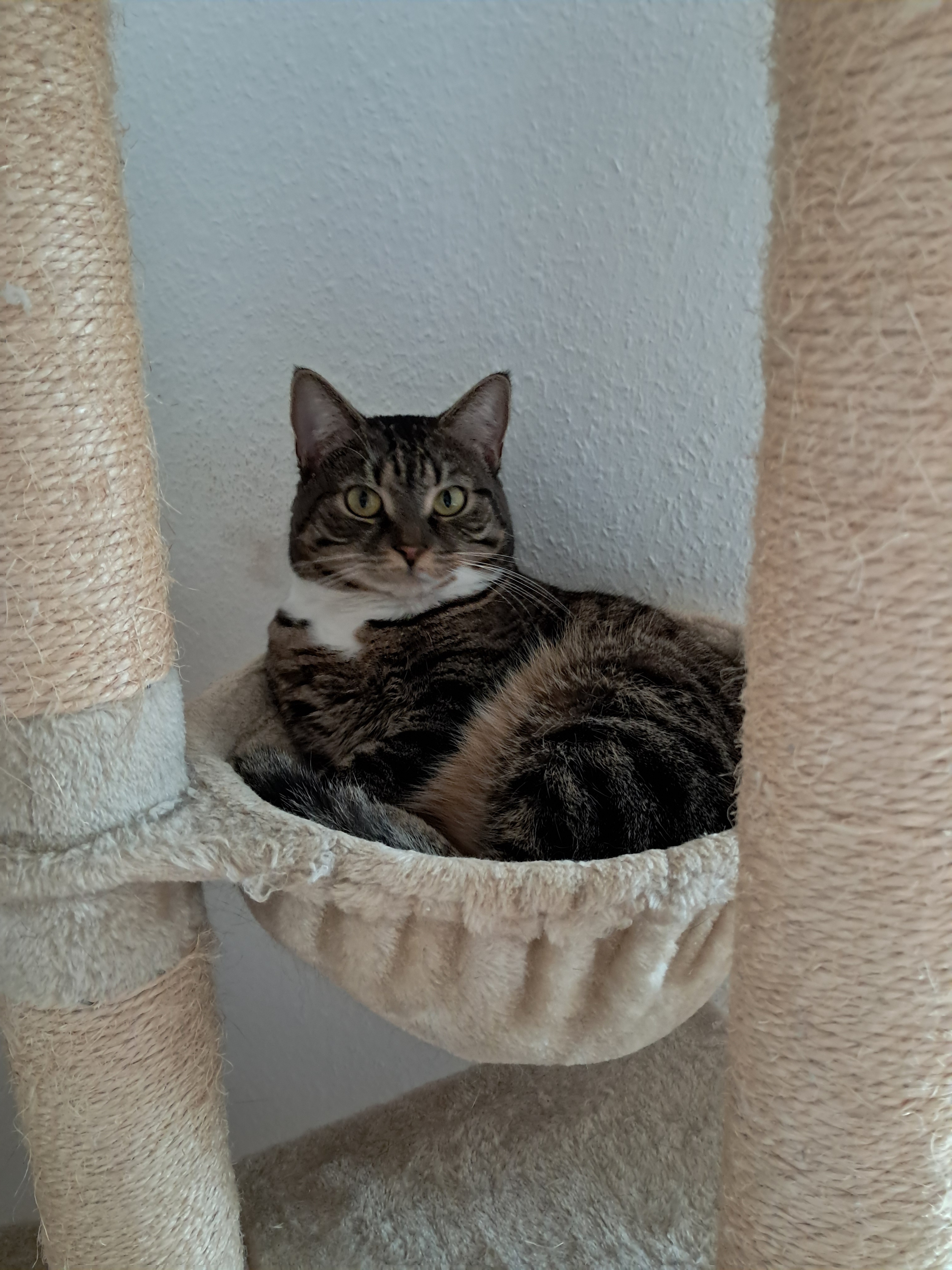 Celebrating Happy Gotcha Day!