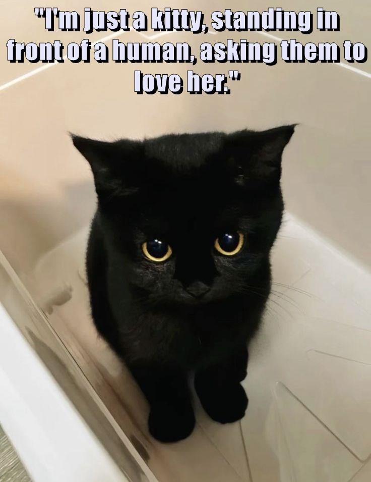 Awww, That's Just Too Cute!