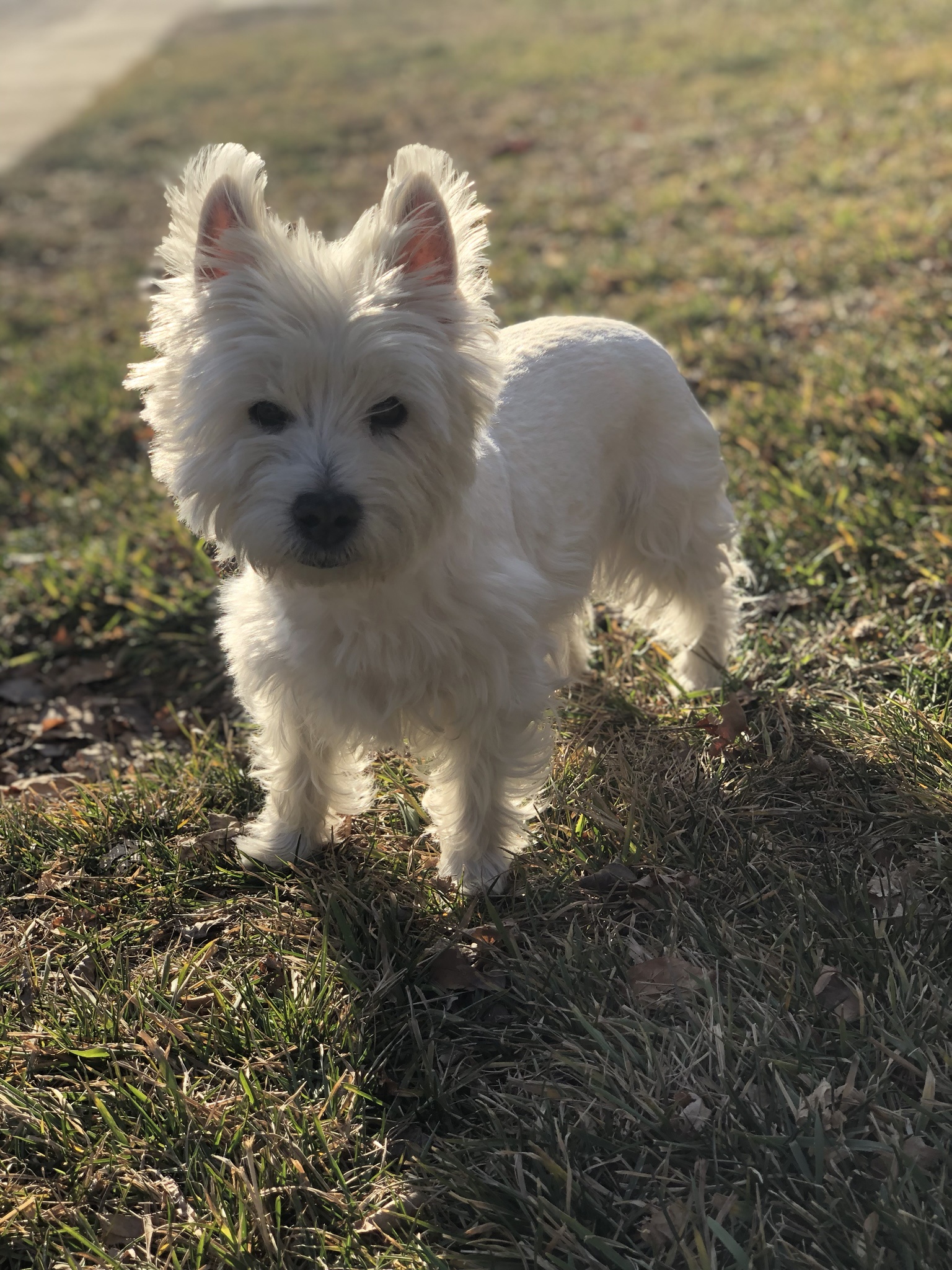 Lily Bella: The Daily Dose of Adorableness
