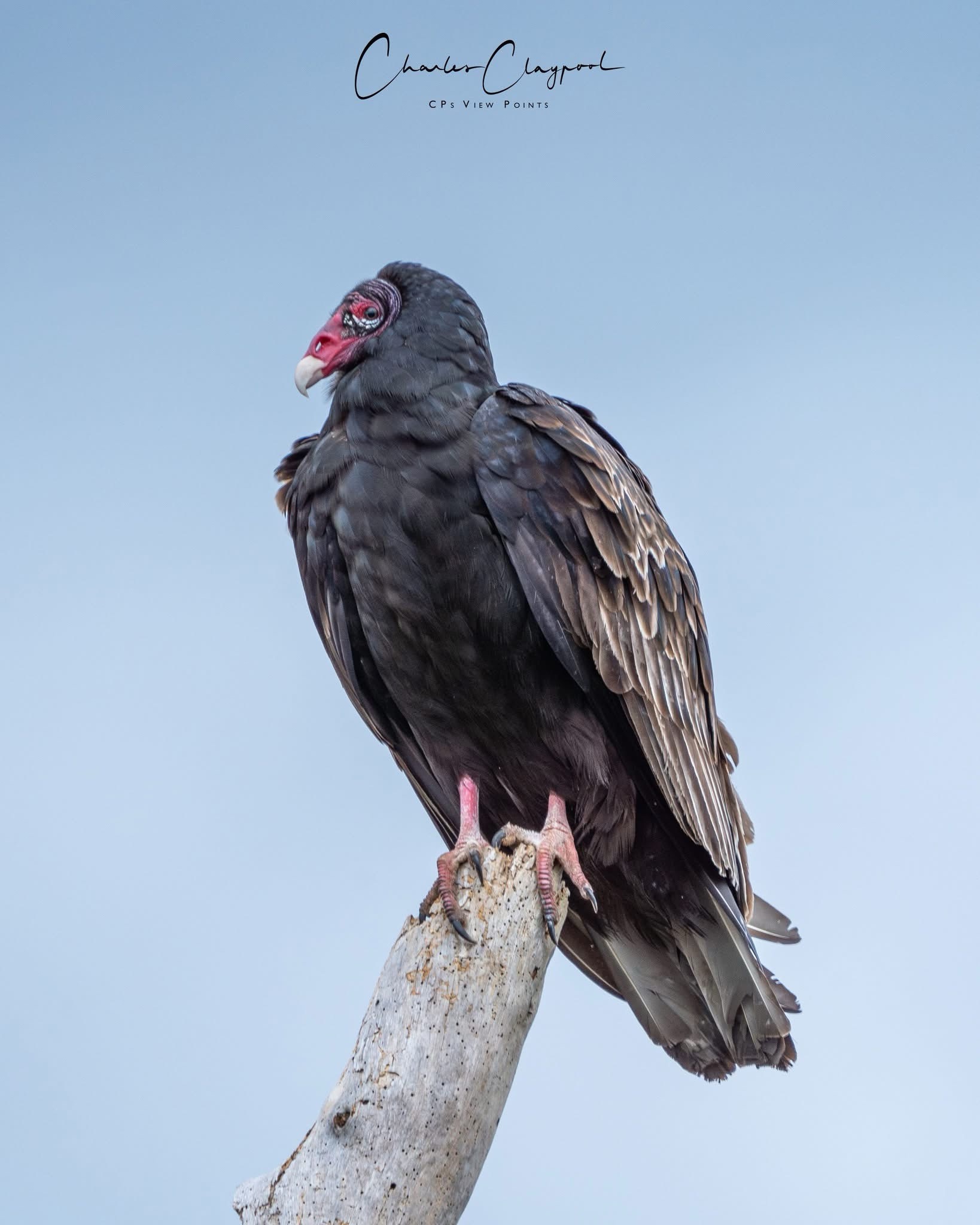 The majestic Turkey Vulture in all its glory