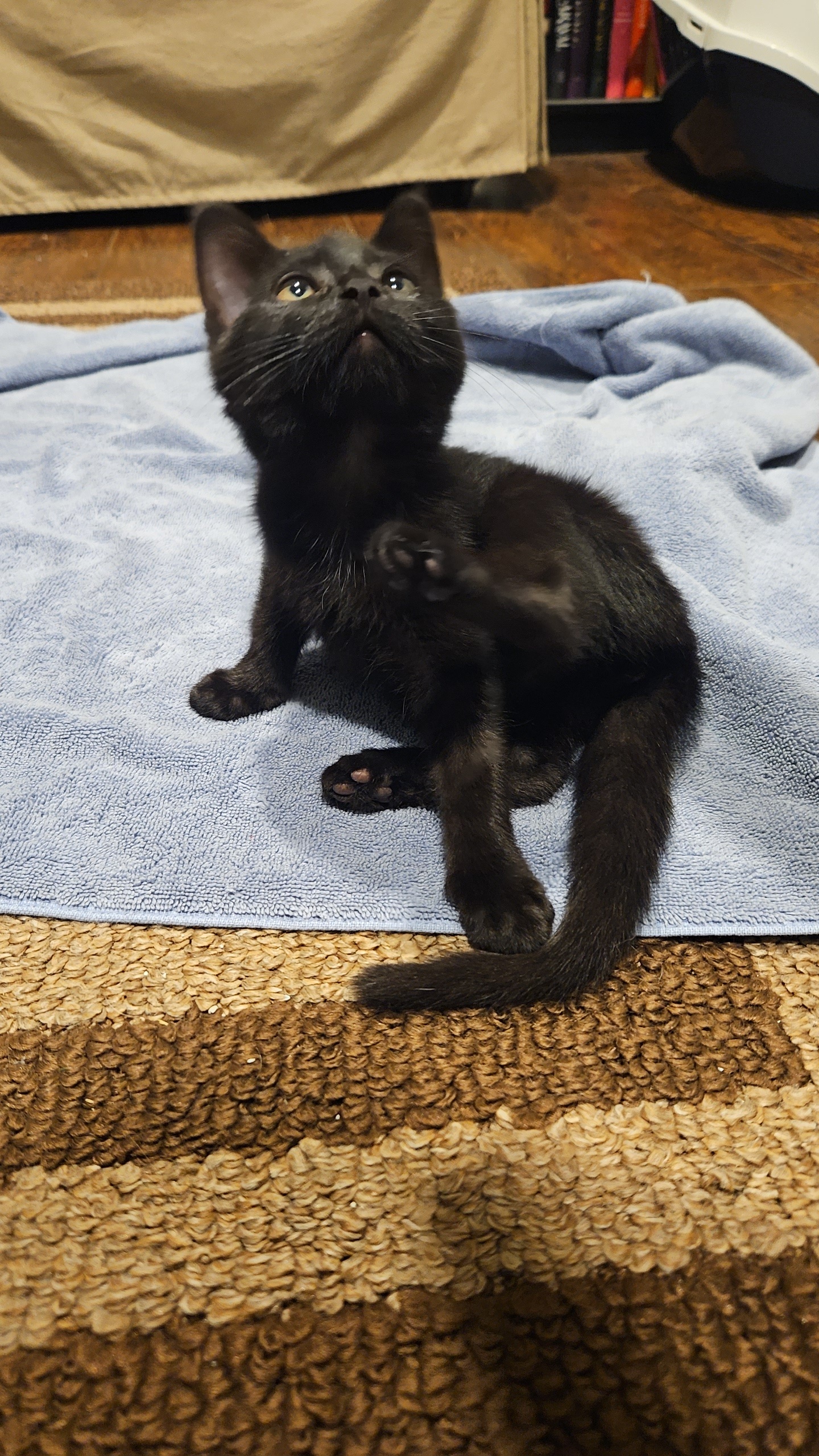 Meet Our New Family Member: Newly Adopted and Full of Love