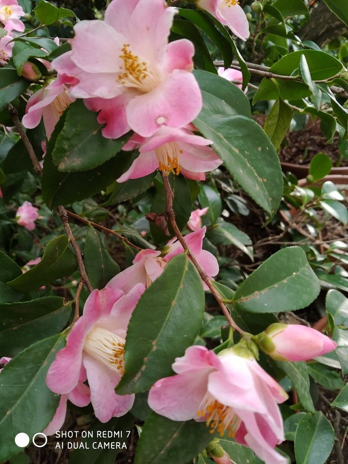 The Enigmatic Tetsuguruma Camellia