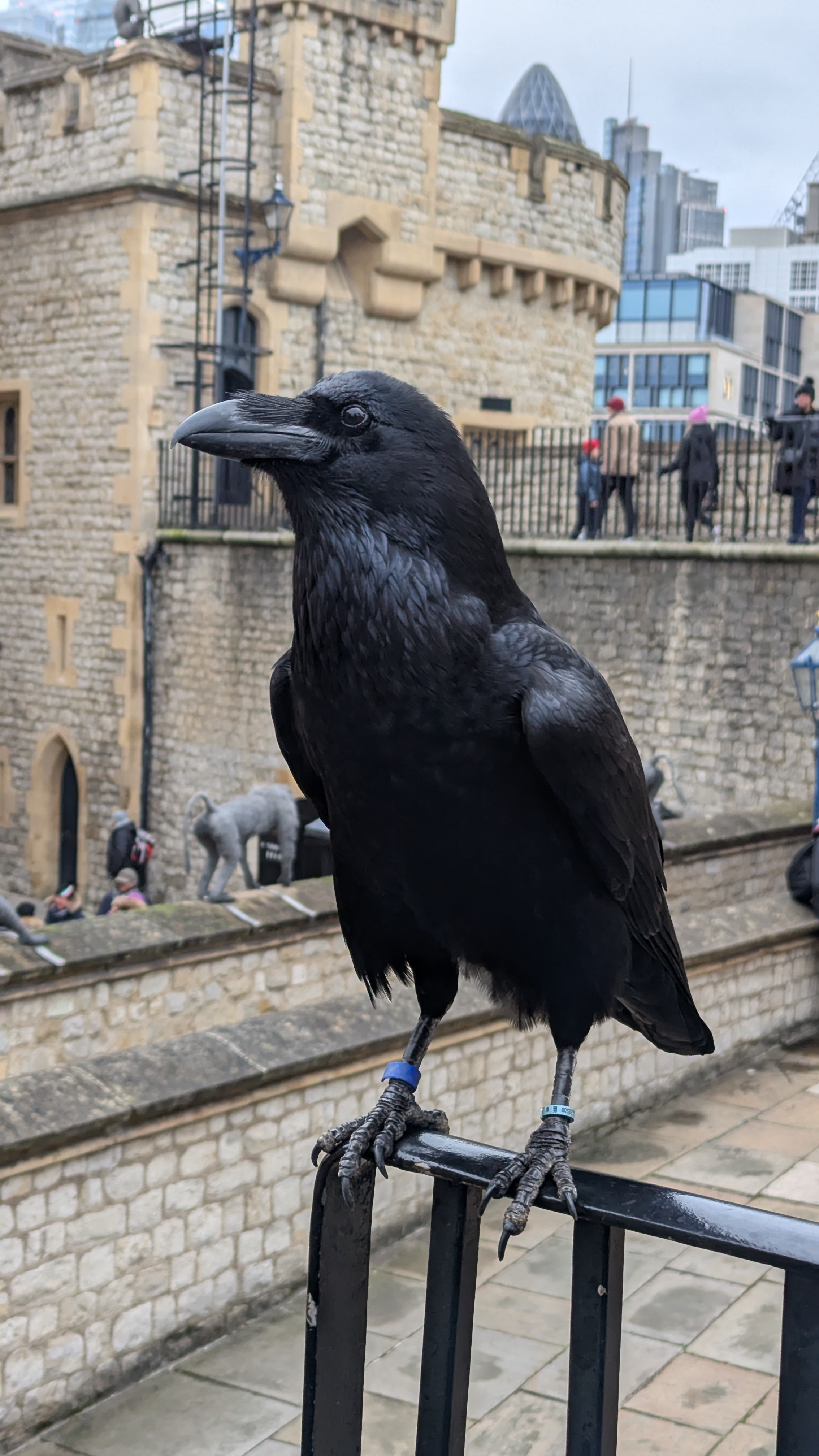 My Enigmatic Raven Companion