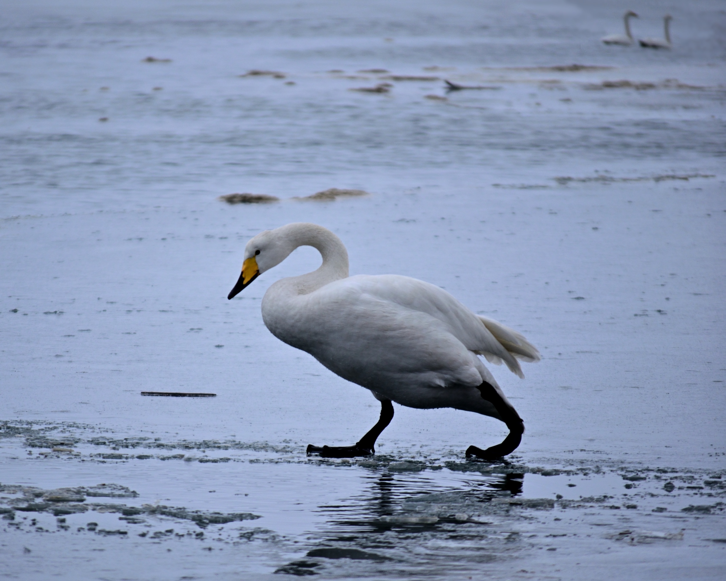 The Graceful Walking Swan: Nature's Beauty in Motion