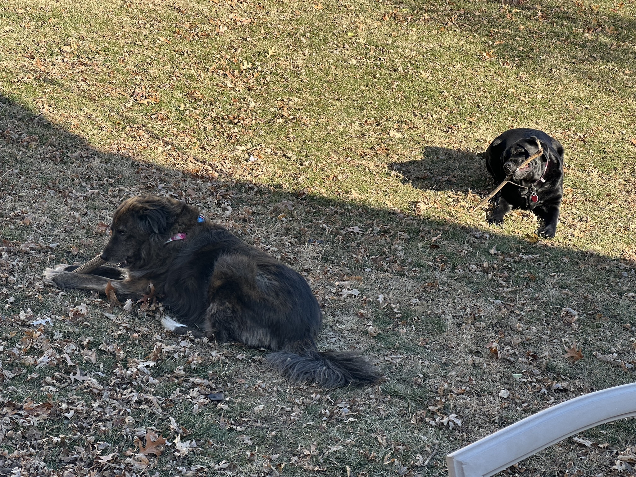 Two Ladies with Two Sticks: What's Going On?