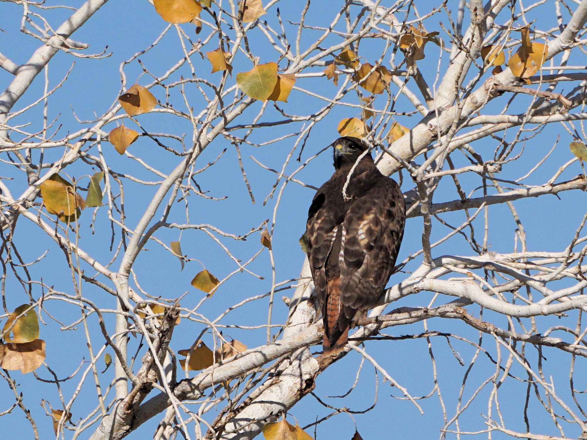 Meet the Harris Hawks.