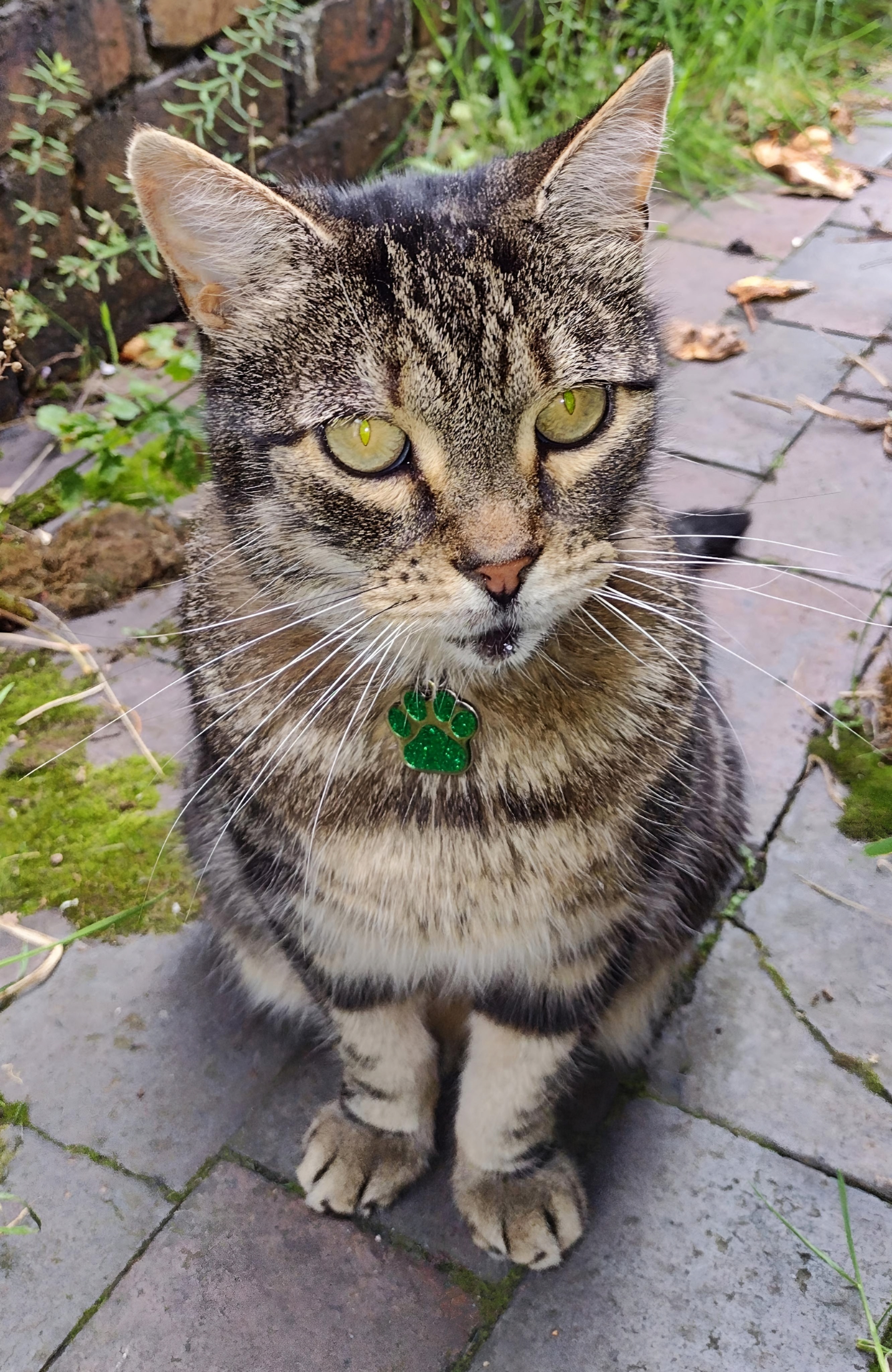 Ziggy's Adventures in the Yard