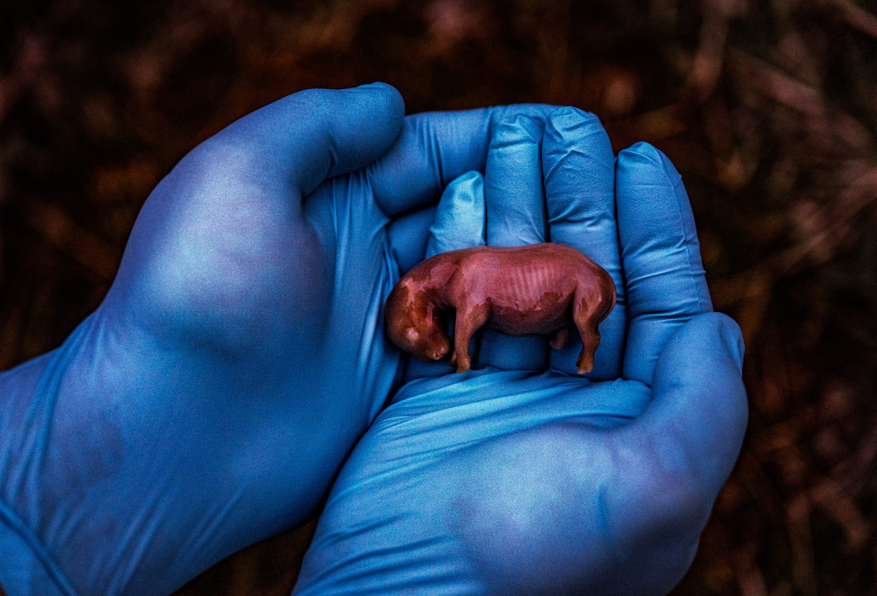 A Scientist Presents a 70-Day-Old Rhino Fetus from IVF