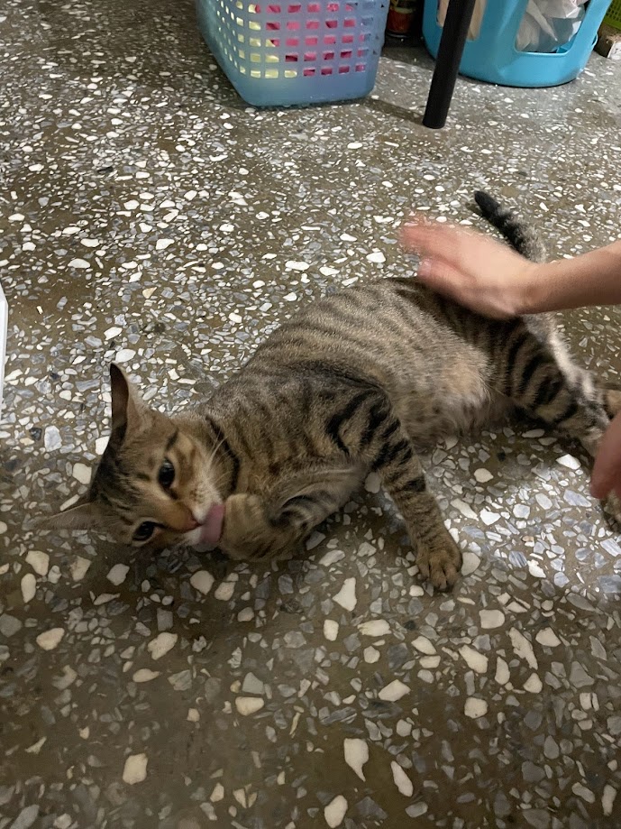 Meet xcat: The feline phenomenon