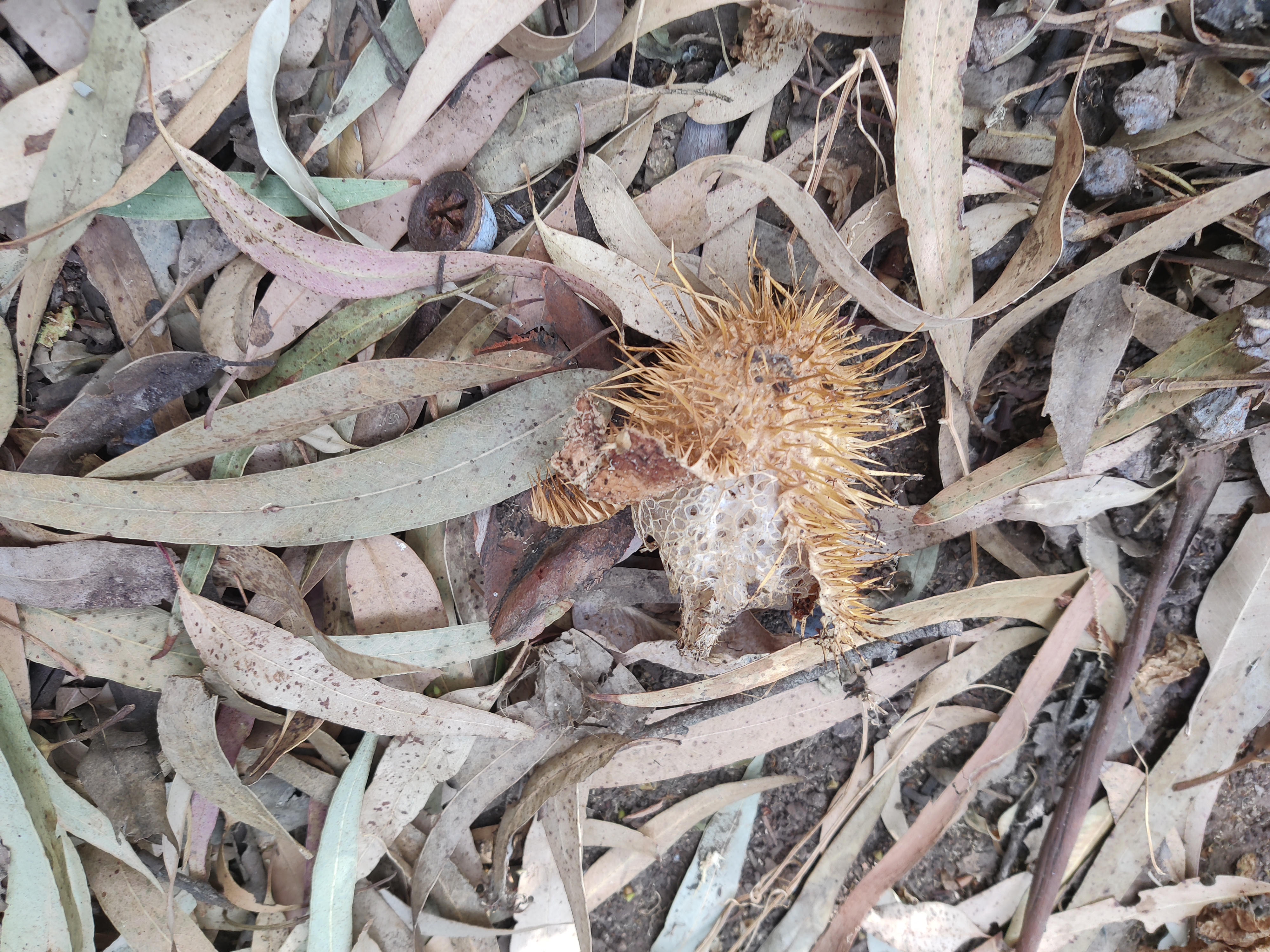 Is this a pinecone or an acorn? The Mystery Continues!