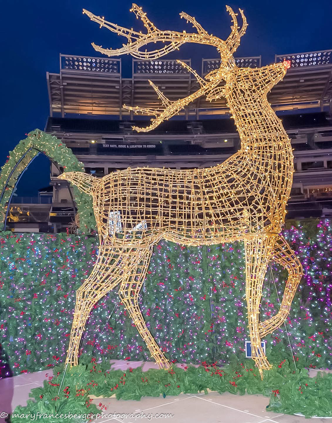 Festive Reindeer in All Their Glory