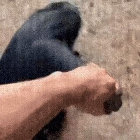 My Chimpanzee Buddy