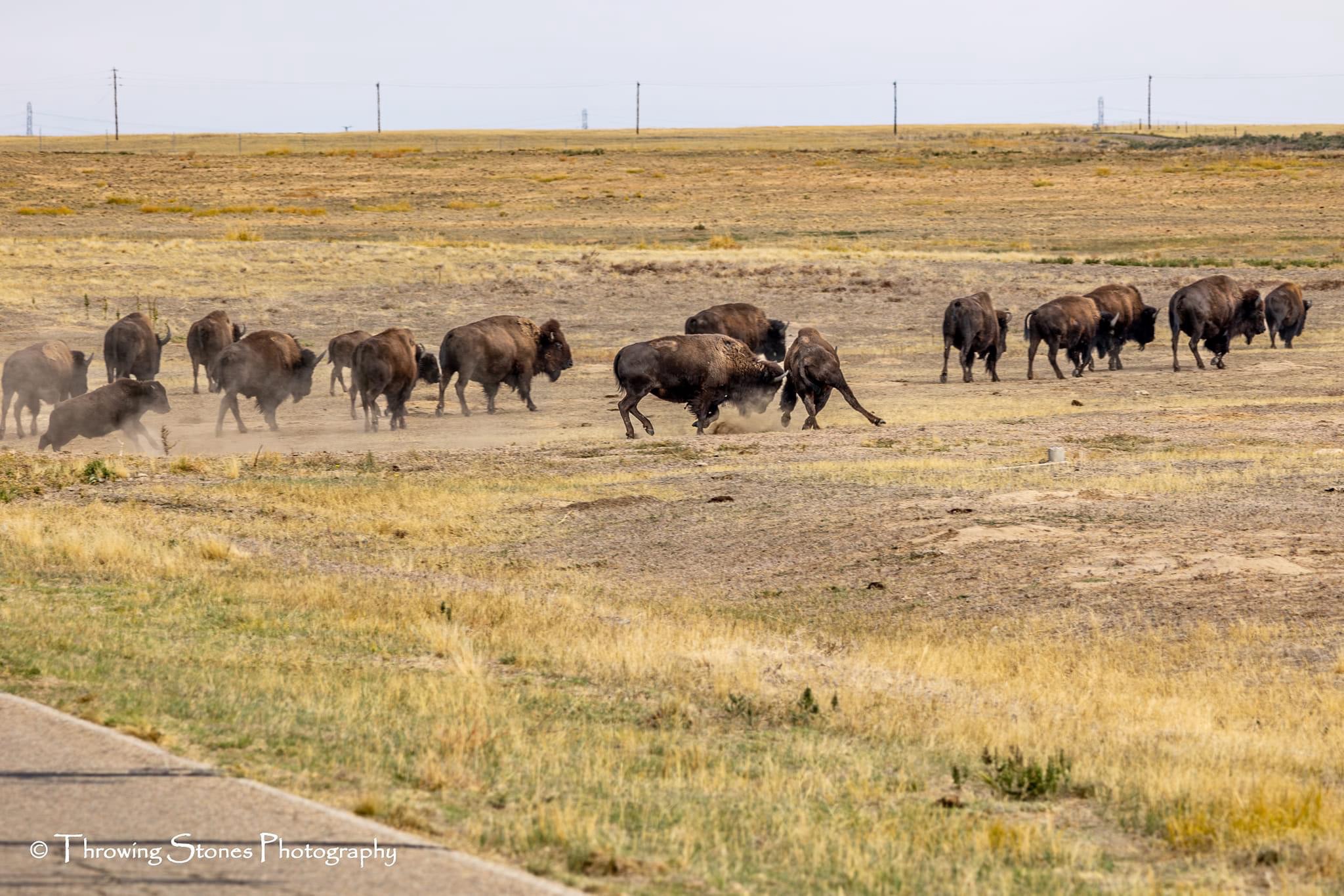 The majestic buffalo in all its glory