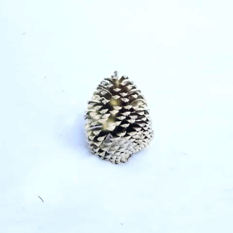 Pinecone Power Unite!