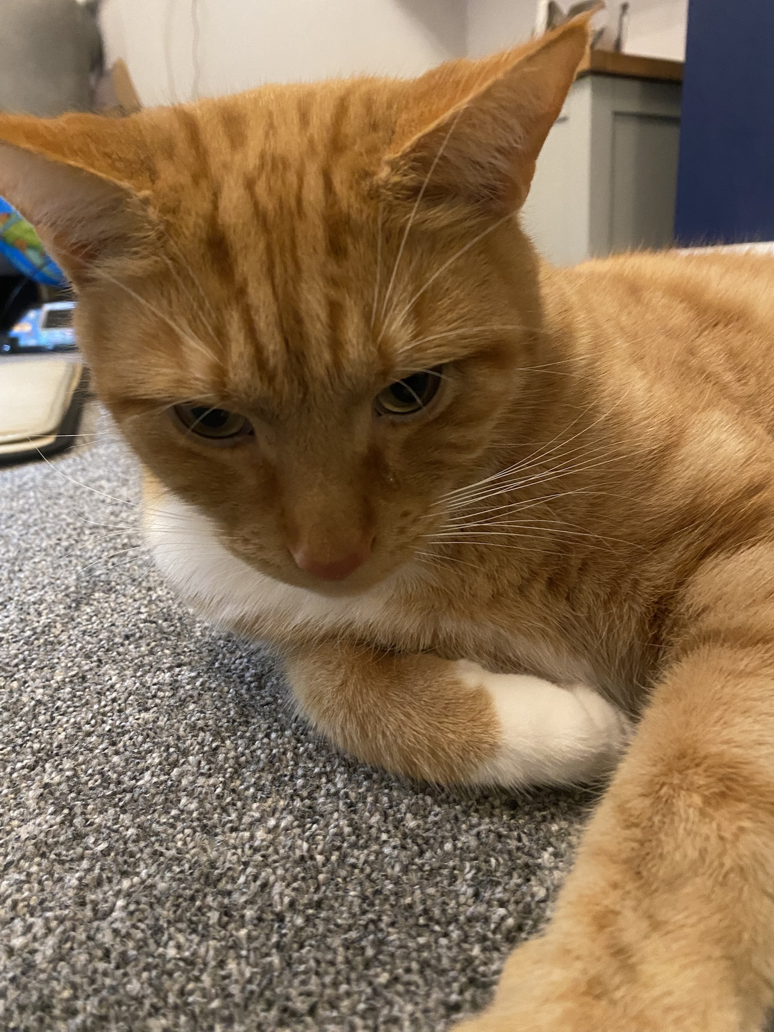Biscuit's Daily Dose of Cuteness: Today's Picture